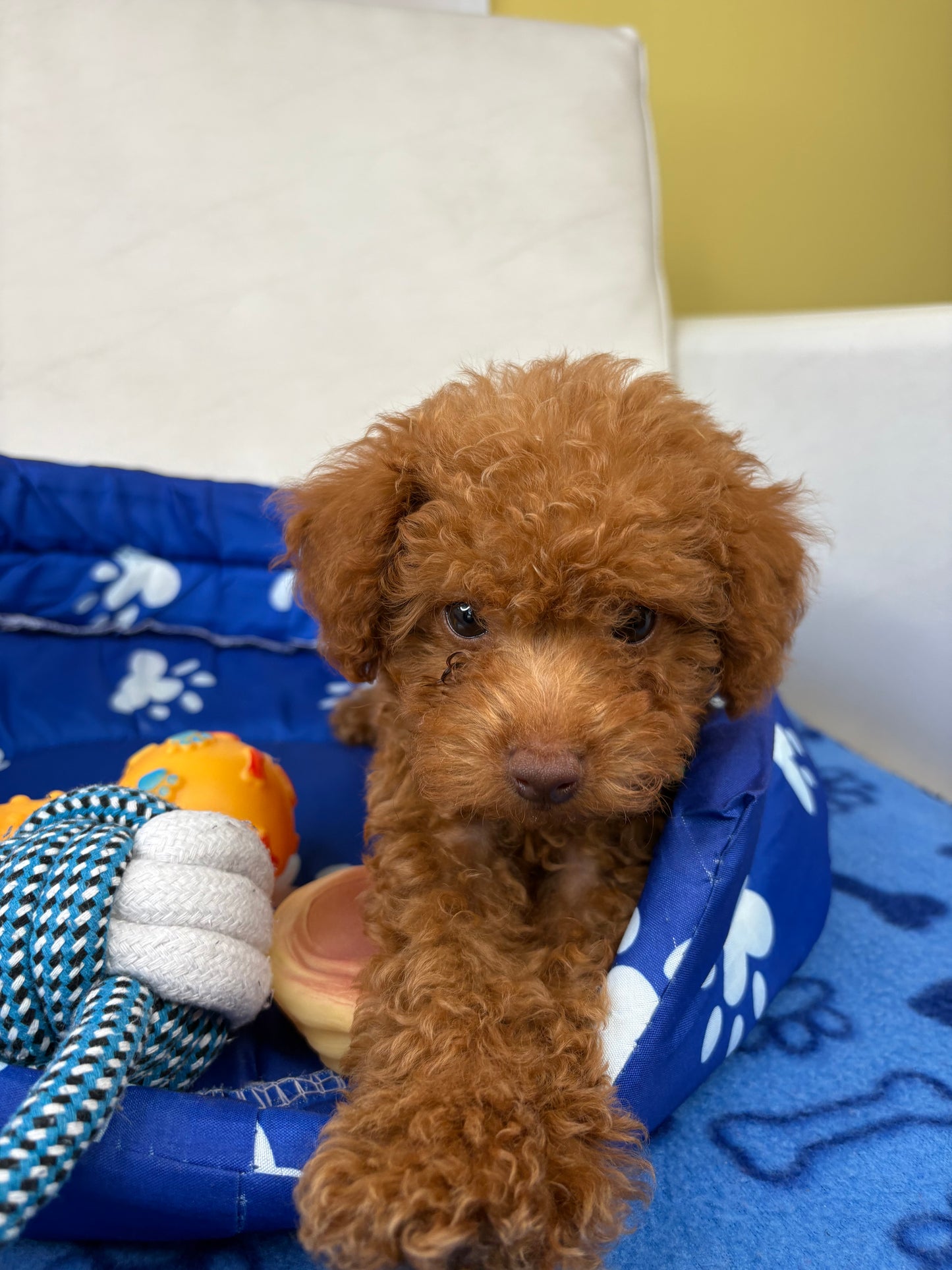 Male Teacup Poodle ‼️(Deposit Only, Please Read The Description Below‼️)