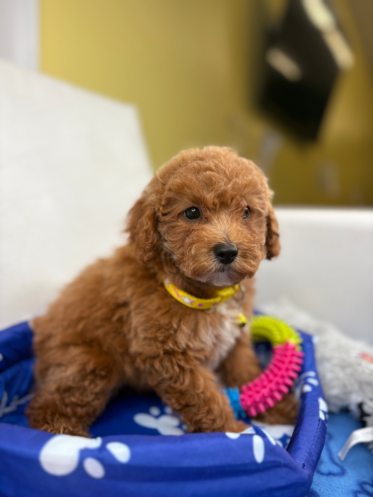 Female Toy Poodle (Deposit Only, Please Read The Description Below‼️)