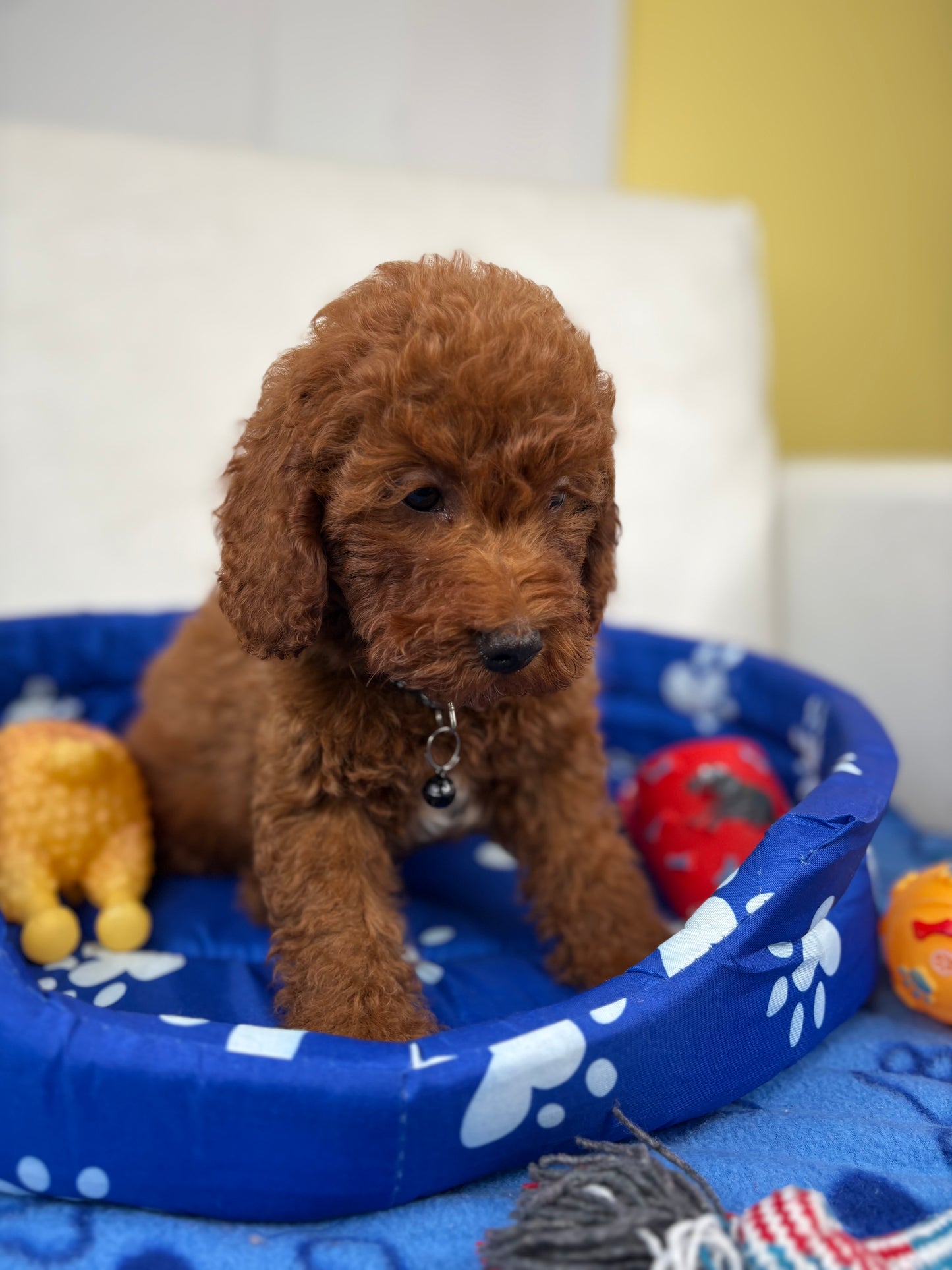 Super Red Male Toy Poodle (Deposit Only, Please Read The Description Below‼️)