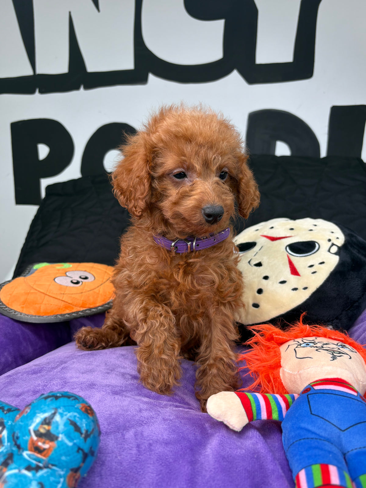 Apricot Male Teacup Poodle (Deposit Only‼️Please Read The Description Below‼️)