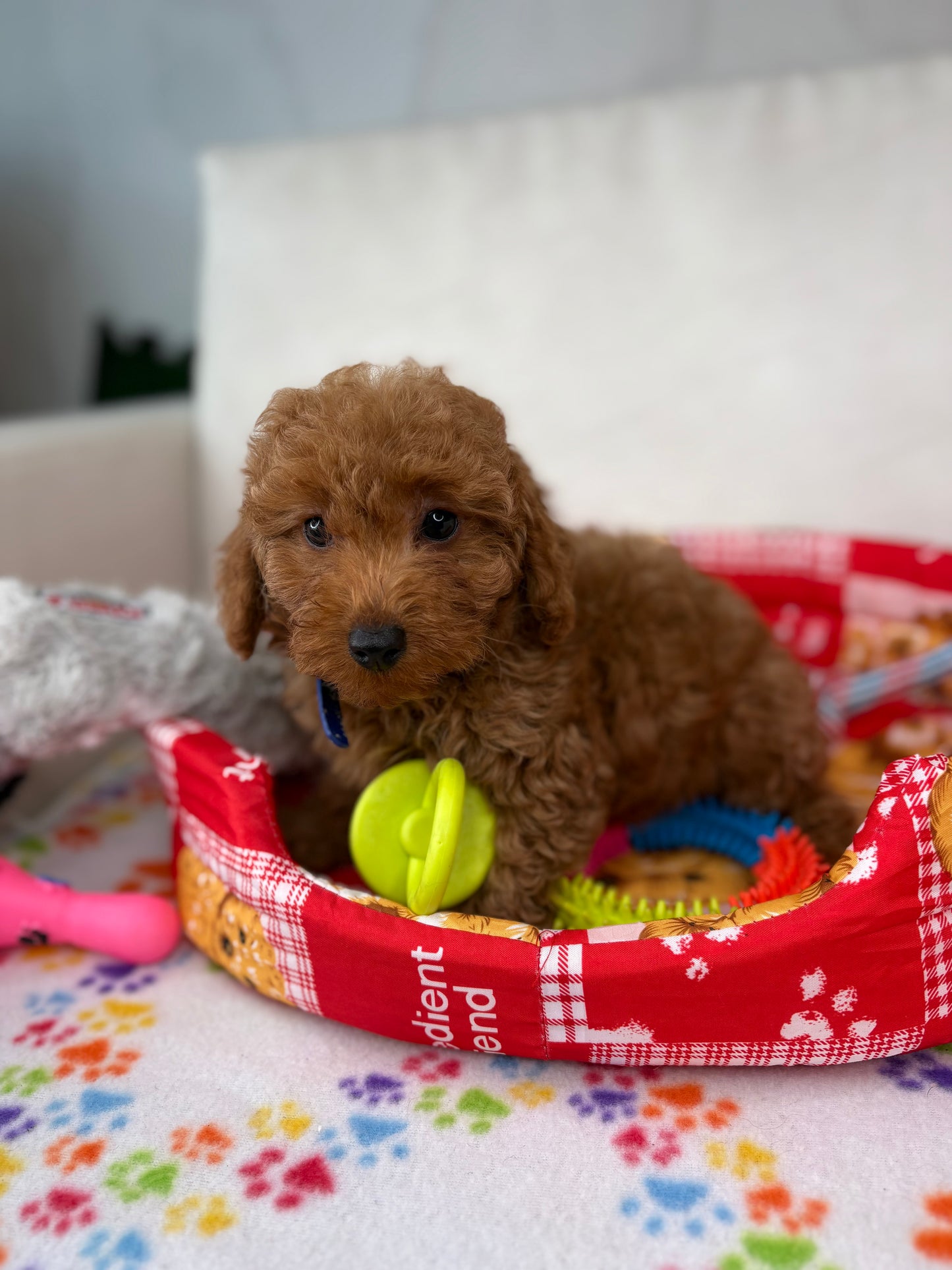 Red Female Toy Poodle 🐩 (Deposit Only ‼️ Please Read The Description Below ‼️)