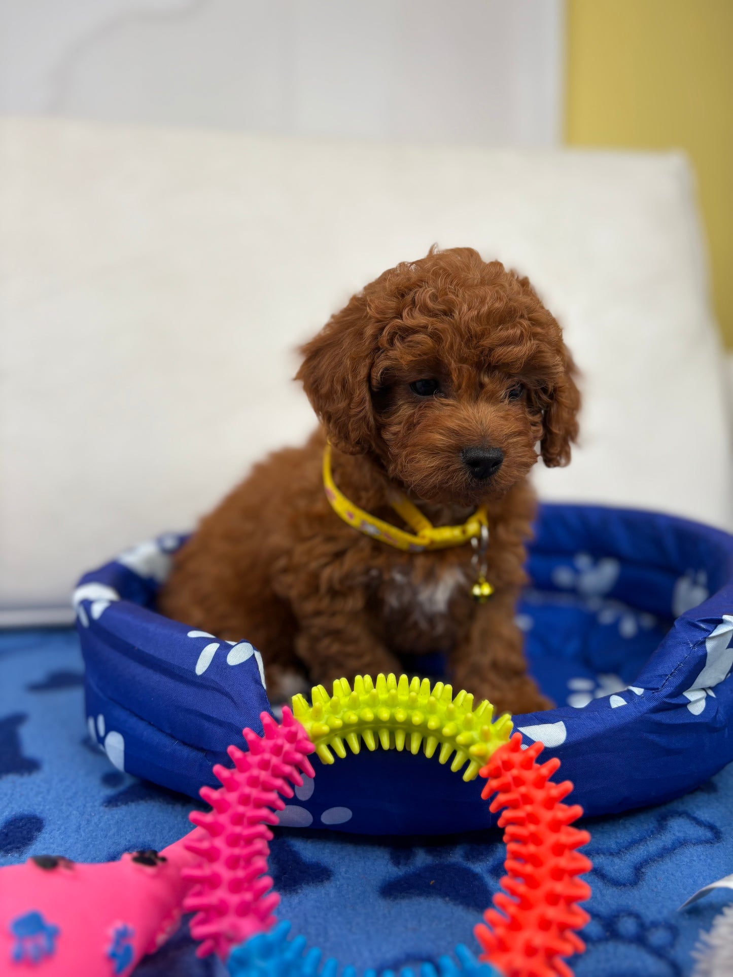 Dark Red Female Toy Poodle (Deposit Only ‼️ Please Read DESCRIPTION Below‼️)