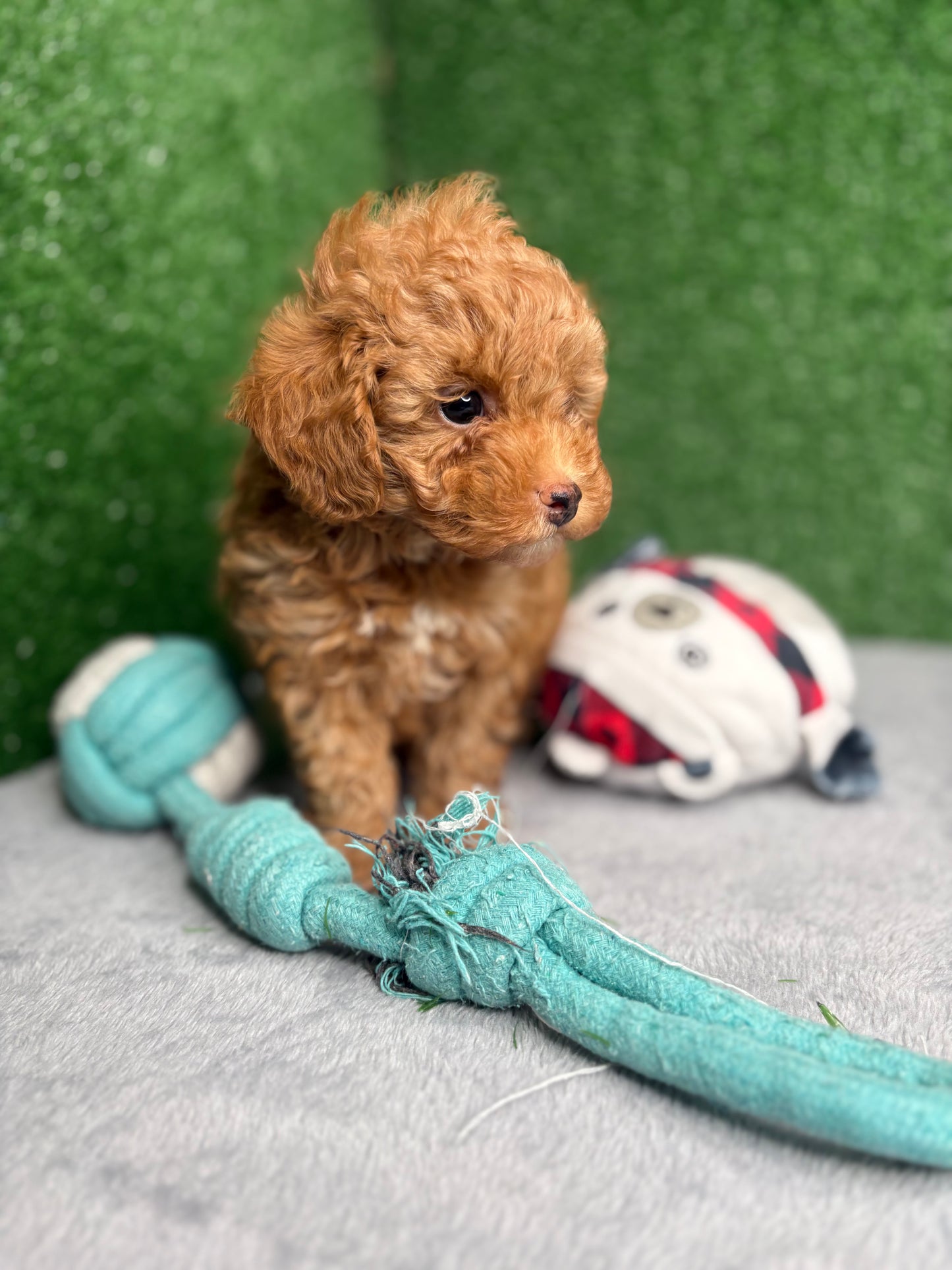 Legend Apricot Micro Poodle 🐩 (Deposit Only ‼️Please Read The Description Below‼️)