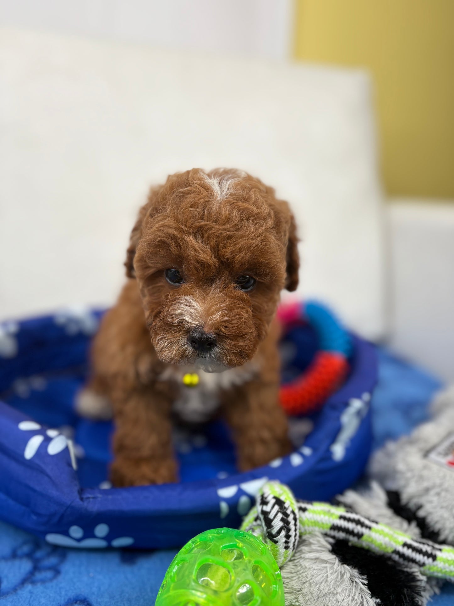 Red And White Female Toy Poodle ‼️ (Deposit Only Please Read The DESCRIPTION Below‼️