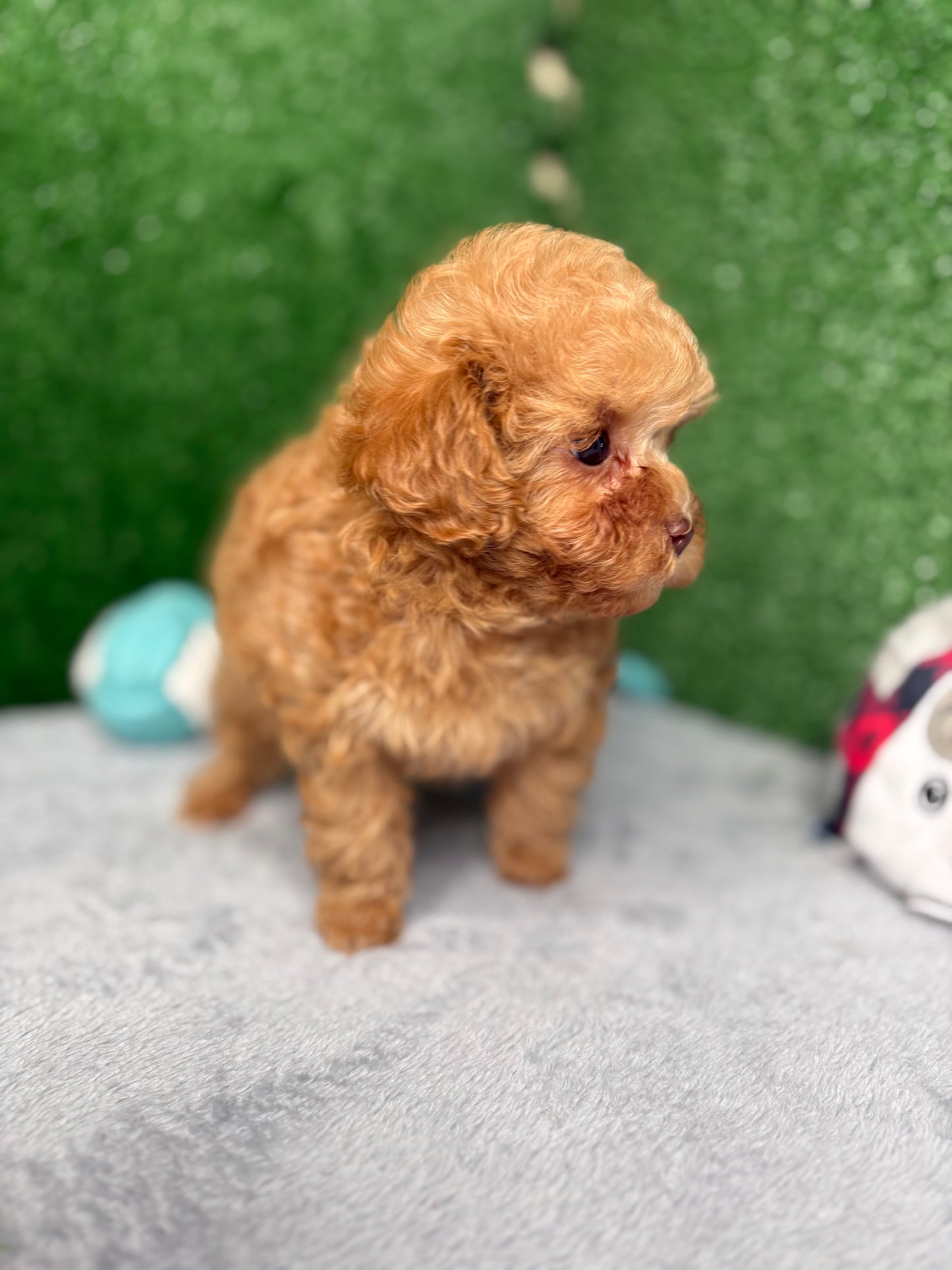 Paisley The Micro Poodle (Deposit Only ‼️‼️ Please DESCRIPTION Read Below‼️)