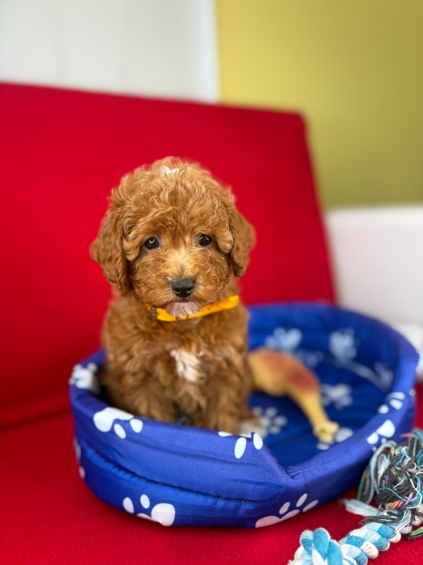 Red Female Toy Poodle 🐩 (Deposit Only‼️Please Read The Description Below‼️)