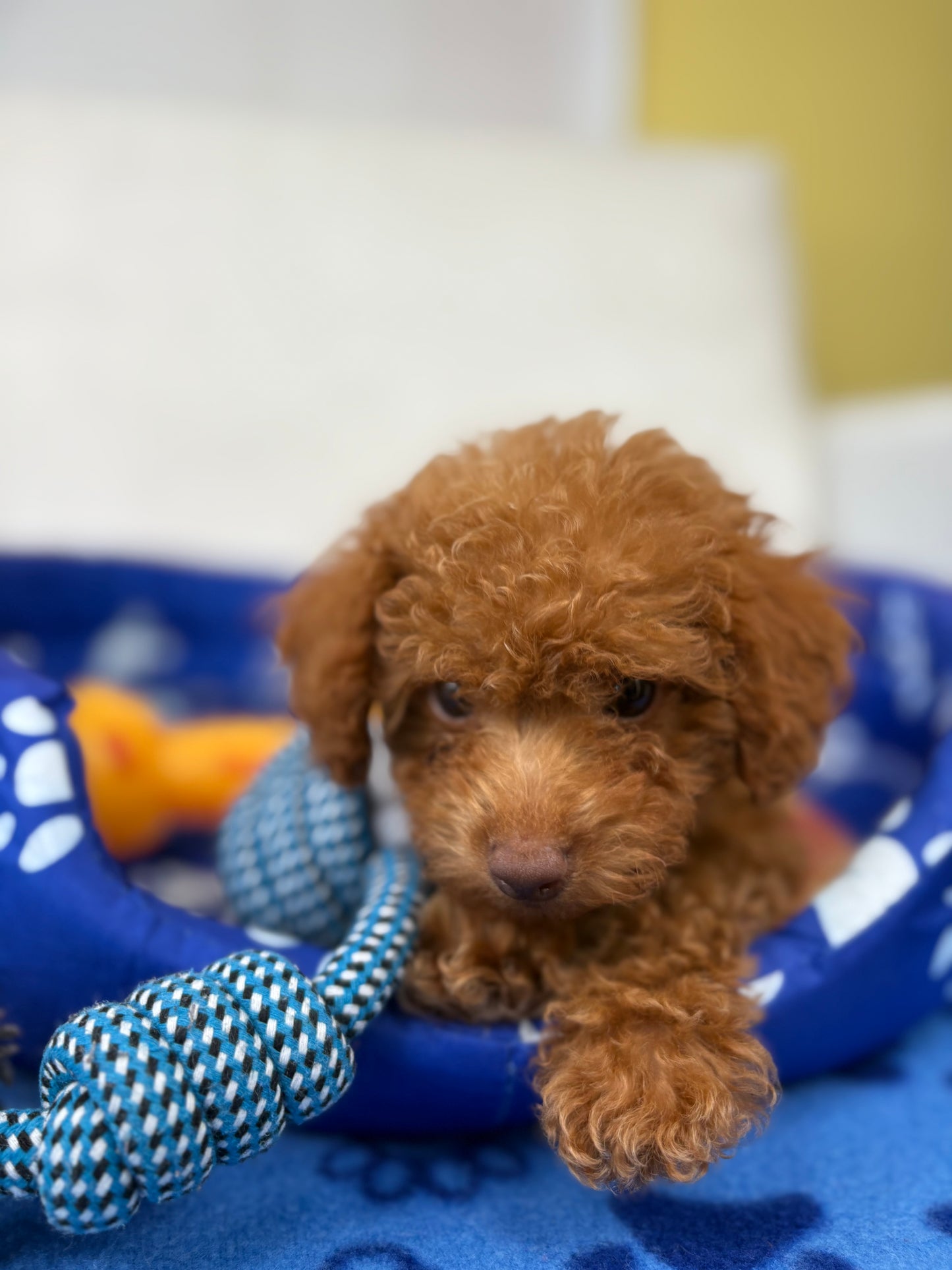 Male Teacup Poodle ‼️(Deposit Only, Please Read The Description Below‼️)