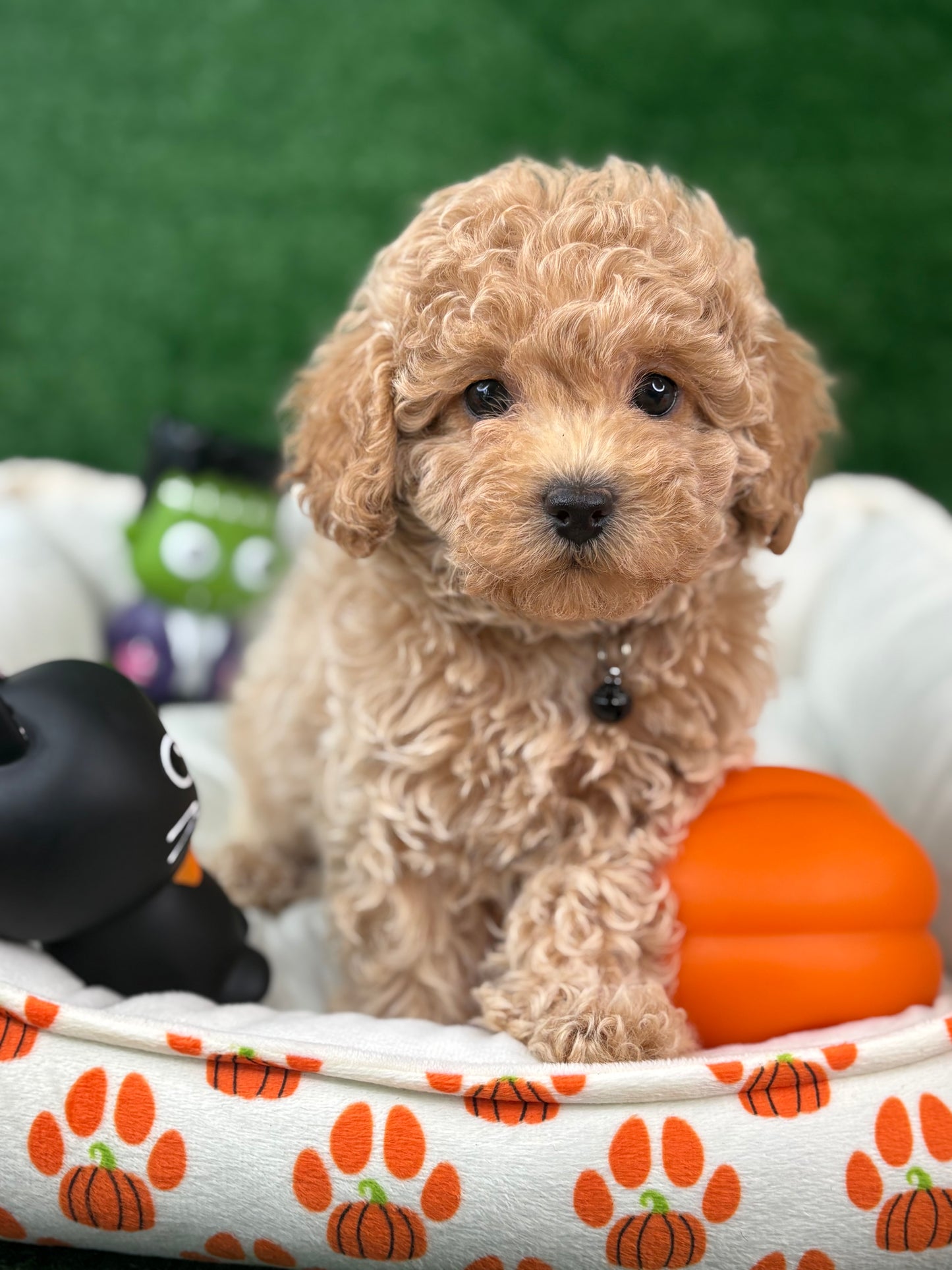 Apricot Female Toy Poodle (Deposit Only‼️Please Read The Description Below‼️)