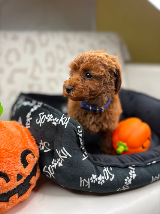 Red Female Toy Poodle (Deposit Only‼️ Please Read The DESCRIPTION Below‼️)