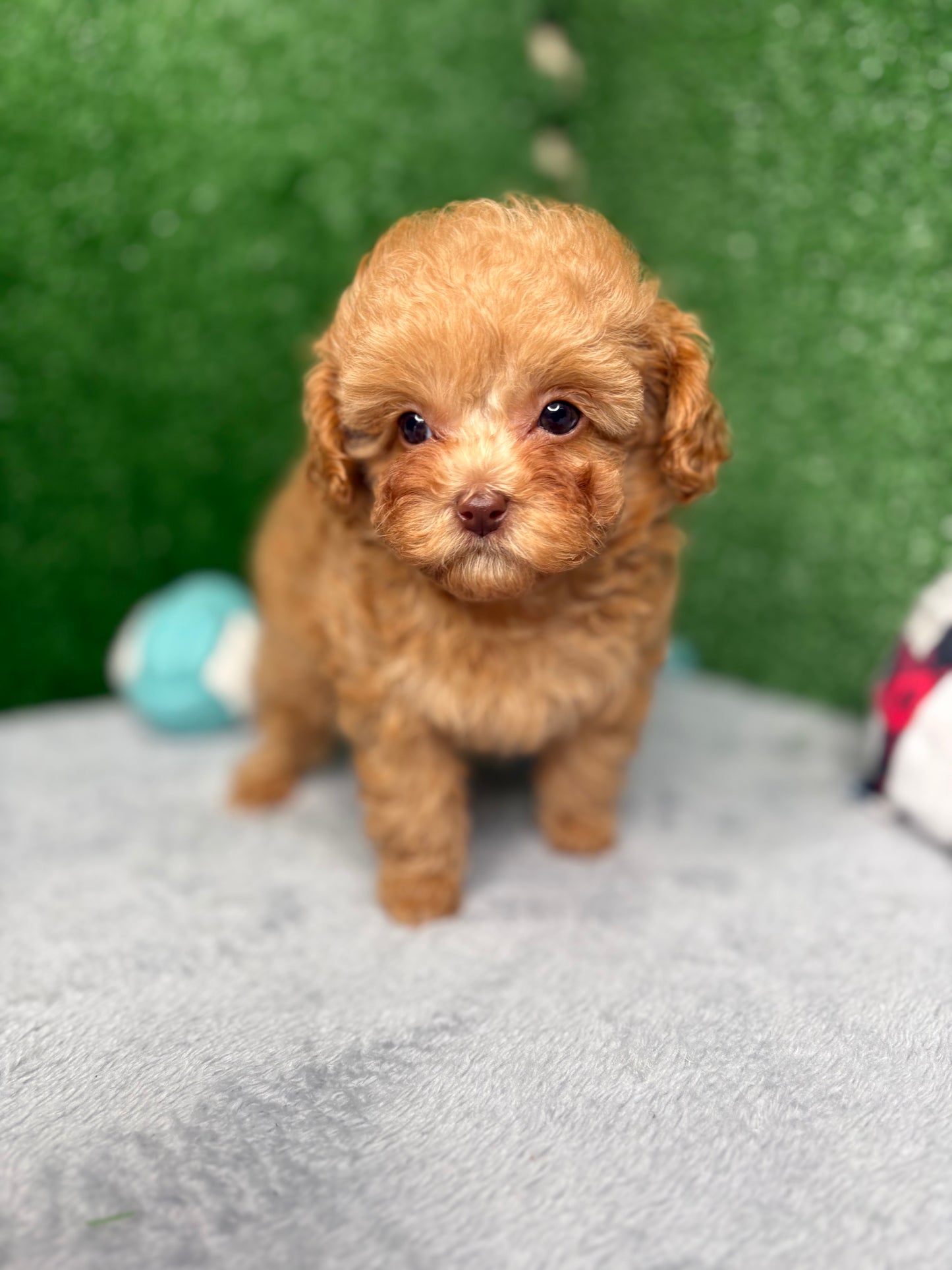 Paisley The Micro Poodle (Deposit Only ‼️‼️ Please DESCRIPTION Read Below‼️)