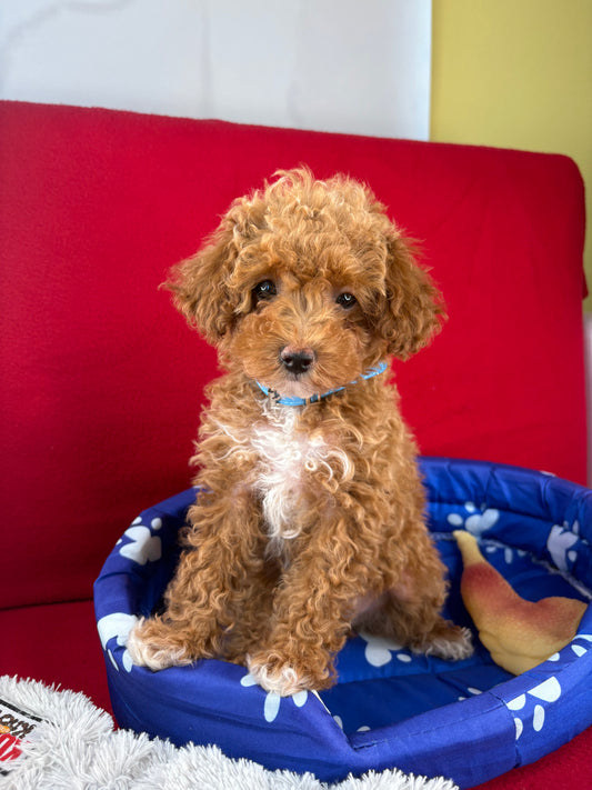 Apricot Female Tiny Toy Poodle ( Deposit Only, Please Read The DESCRIPTION Below‼️)