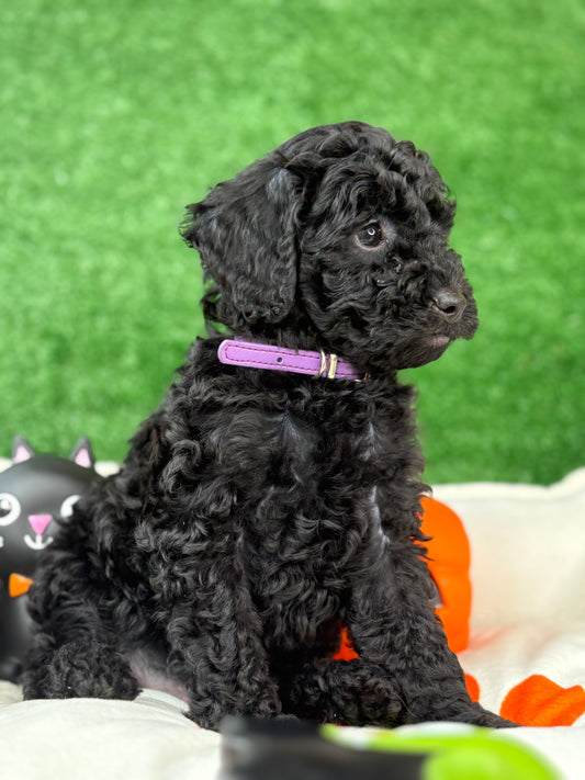 Black Male Poodle (Deposit Only ‼️ Please Read DESCRIPTION Below‼️)