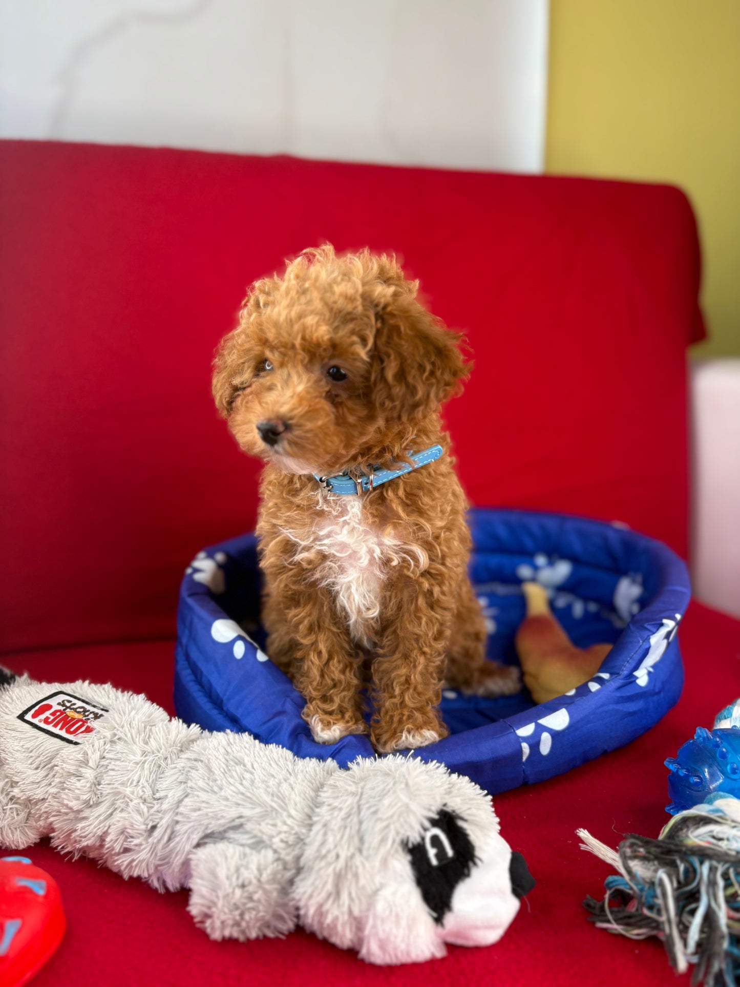 Apricot Female Tiny Toy Poodle ( Deposit Only, Please Read The DESCRIPTION Below‼️)