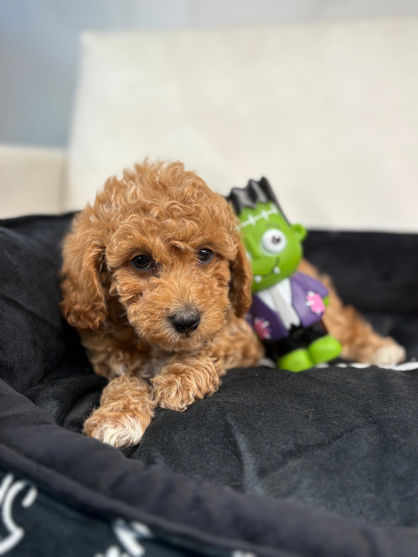 Apricot Female Miniature Poodle (Deposit Only ‼️ Please Read DESCRIPTION Below‼️)