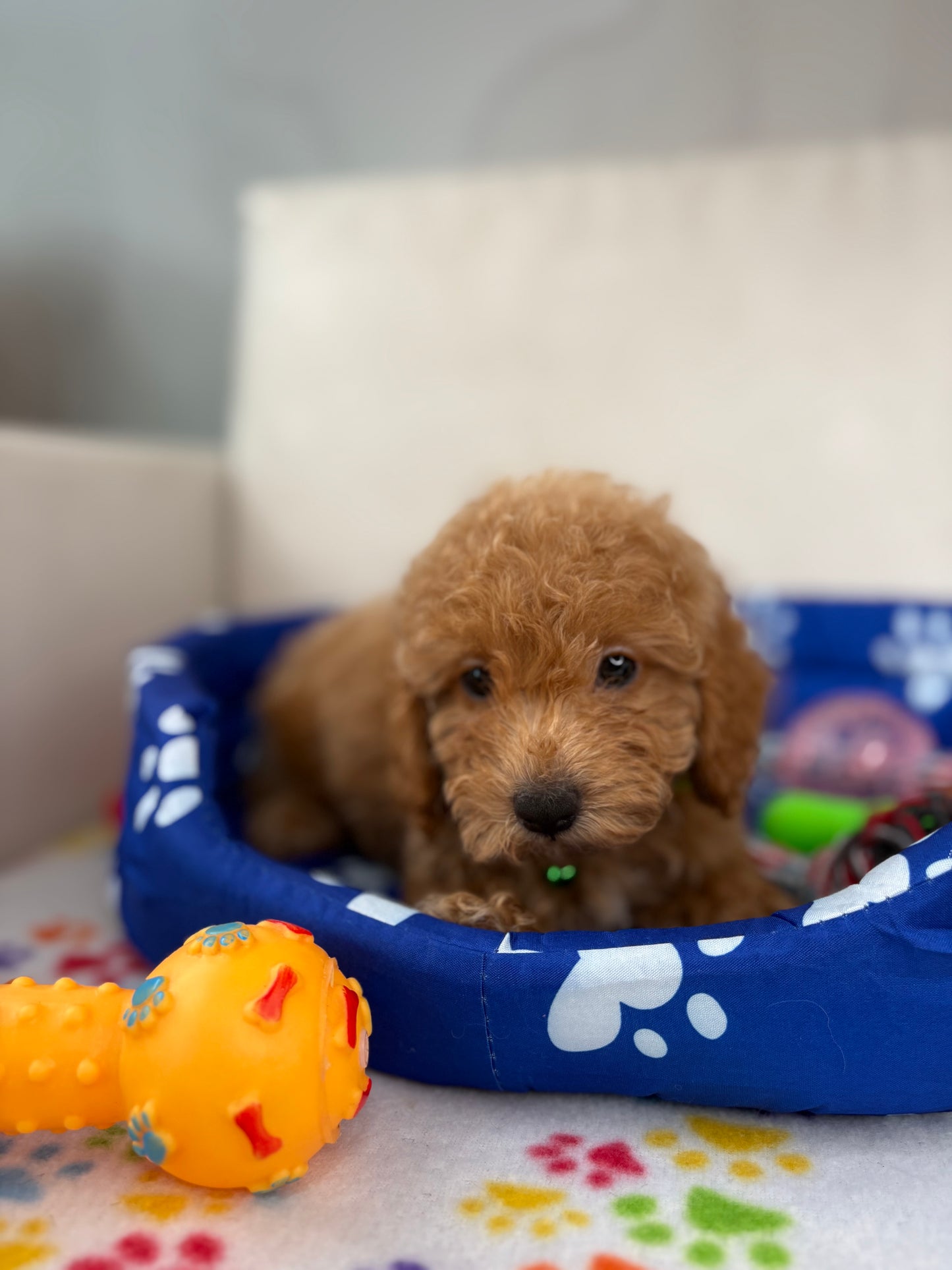 Female Apricot Toy Poodle ( Deposit Only, Please Read The DESCRIPTION Below‼️)