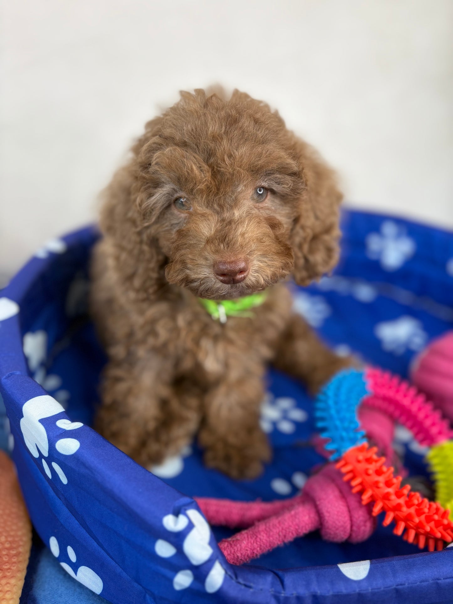 Chocolate Female Miniature Poodle (Deposit Only ‼️ Please Read The DESCRIPTION Below‼️)
