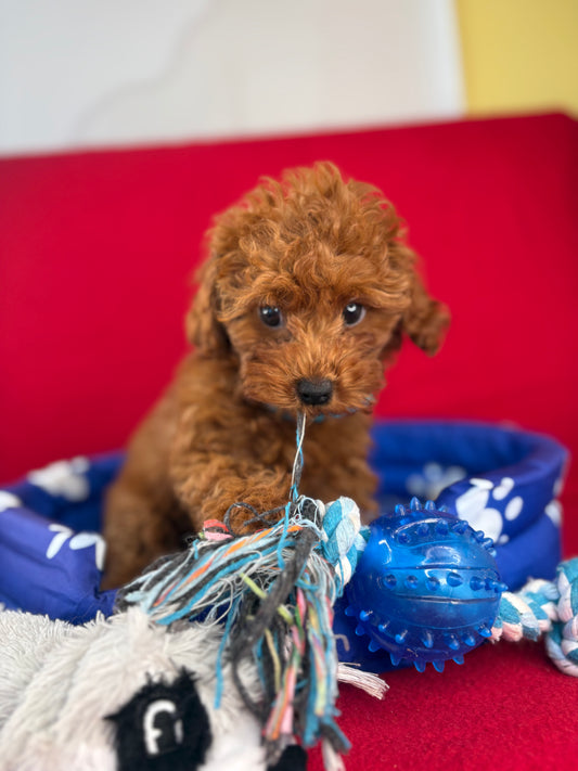 Dark Red Female Teacup Poodle 🐩(Deposit Only ‼️ Please Read The DESCRIPTION Below‼️)