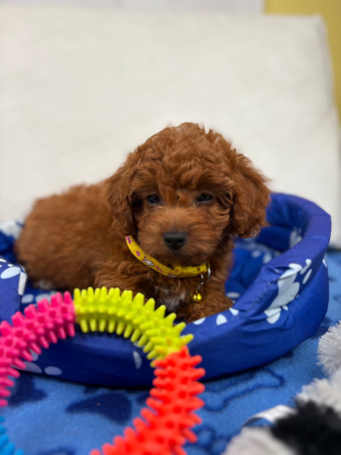 Dark Red Female Toy Poodle (Deposit Only ‼️ Please Read DESCRIPTION Below‼️)