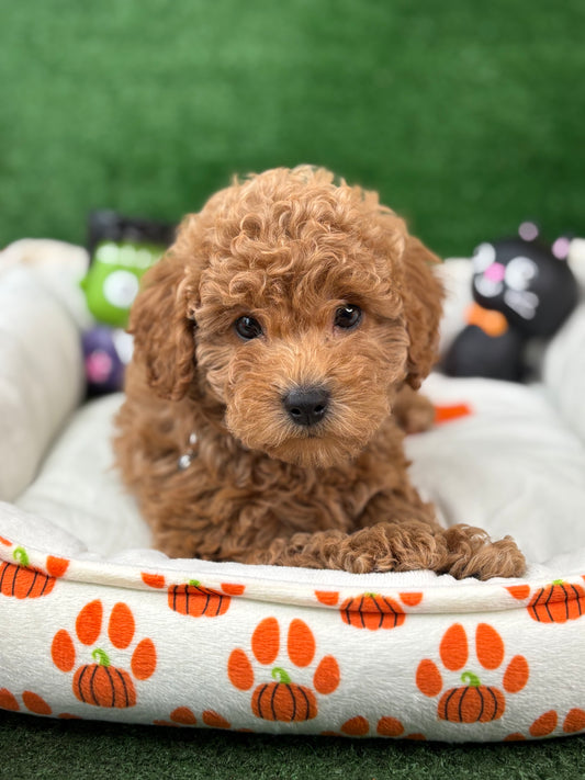 Apricot Male Toy Poodle (Deposit Only‼️Please Read The Description Below‼️)
