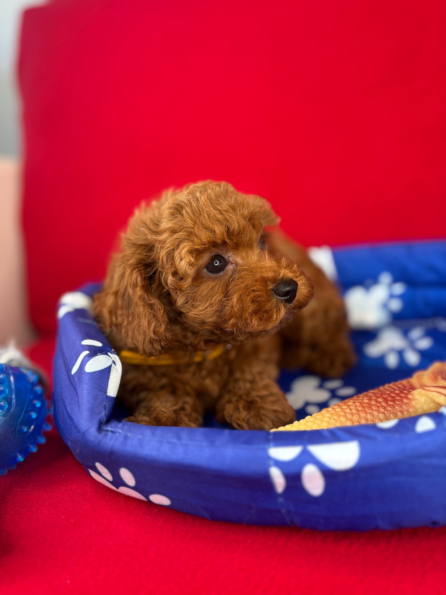 Red Male Teacup Poodle ‼️(Deposit Only ‼️ Please Read The Description Below ‼️)