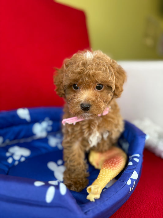 Female Teacup Poodle “Twin 2” (Deposit Only‼️ Please Red The DESCRIPTION Below‼️)