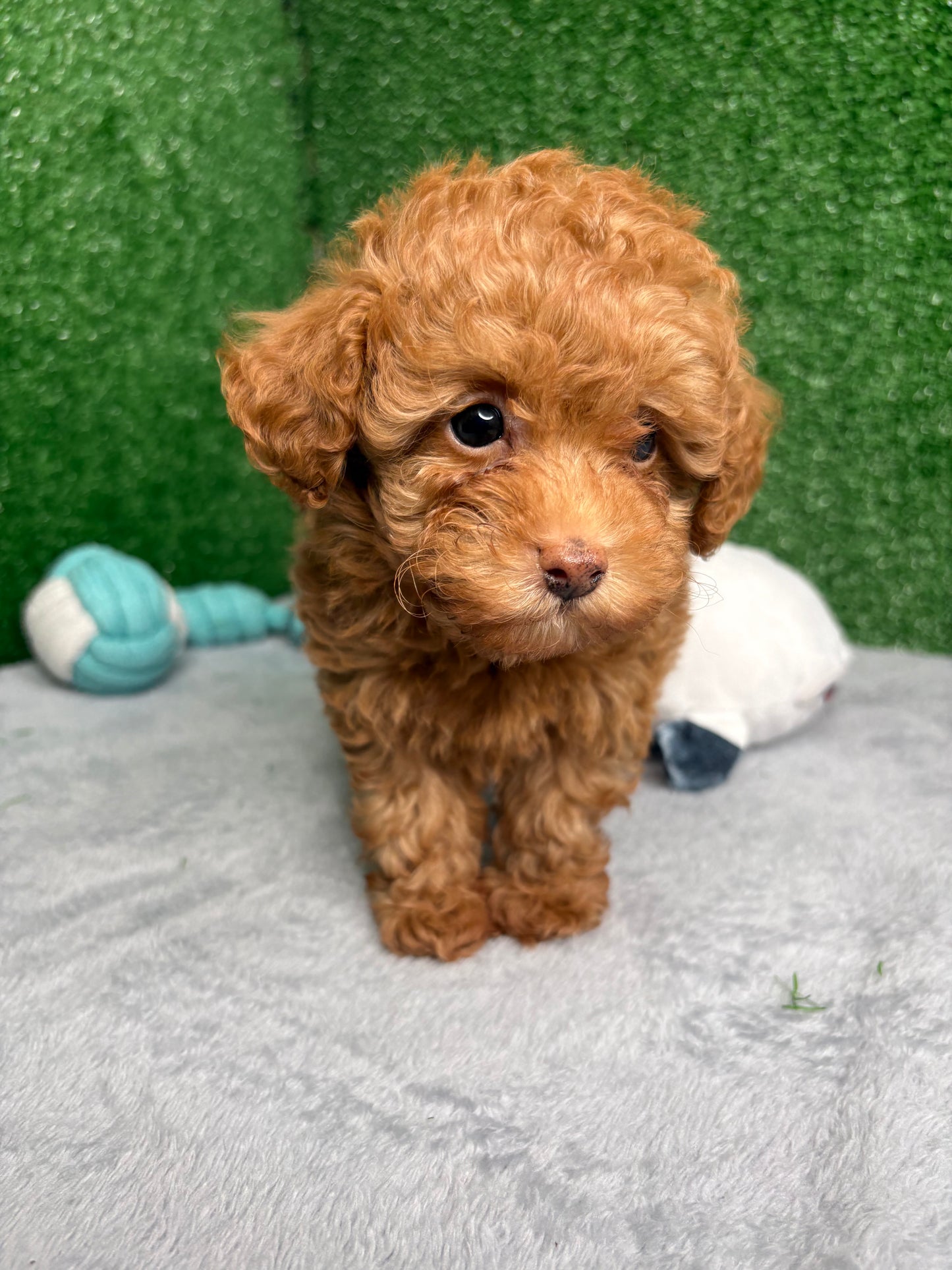 Zen The Micro Poodle 🐩 (Deposit Only ‼️Please Read The Description Below‼️)