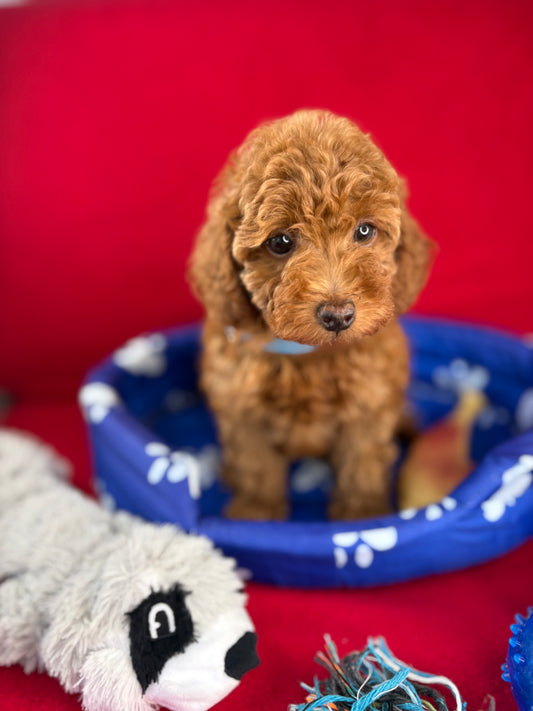 Red Female Toy Poodle (Deposit Only‼️Please Read The Description Below‼️)