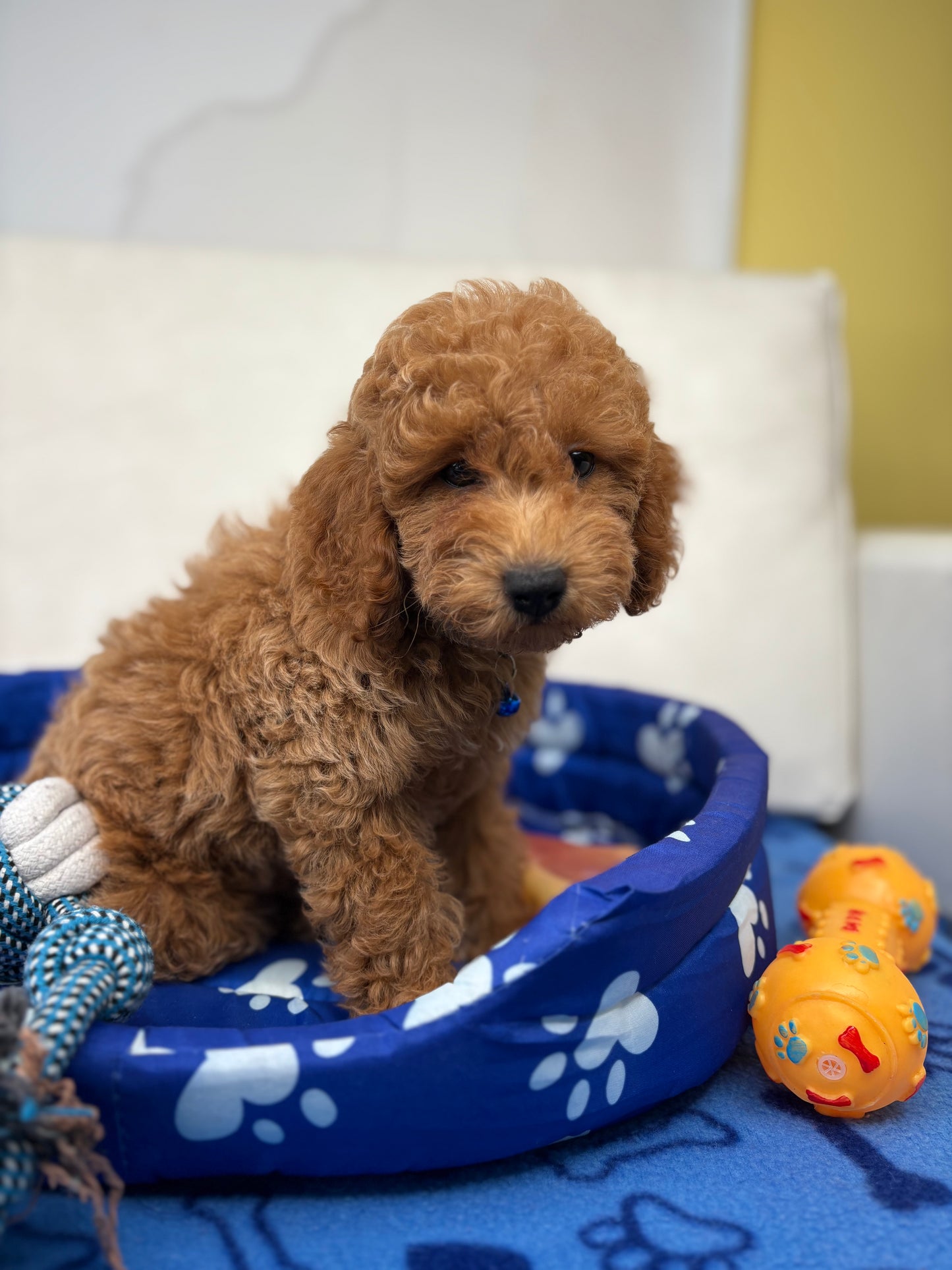 Male Apricot Toy Poodle ( Deposit Only, Please Read The DESCRIPTION Below‼️)