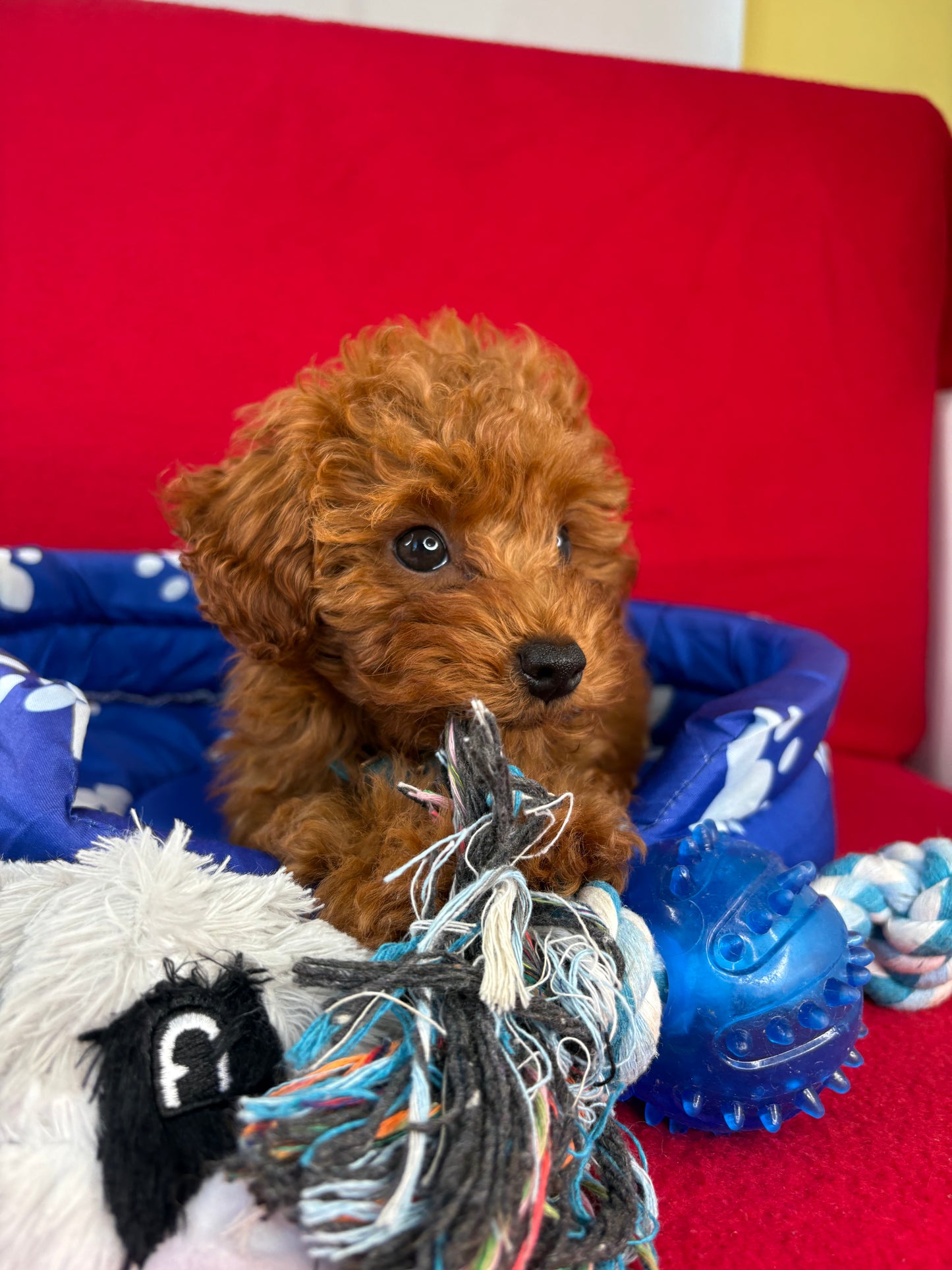 Dark Red Female Teacup Poodle 🐩(Deposit Only ‼️ Please Read The DESCRIPTION Below‼️)