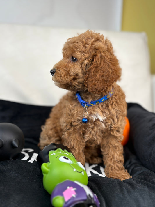 Apricot Male Miniature Poodle (Deposit Only ‼️ Please Read The DESCRIPTION Below‼️)