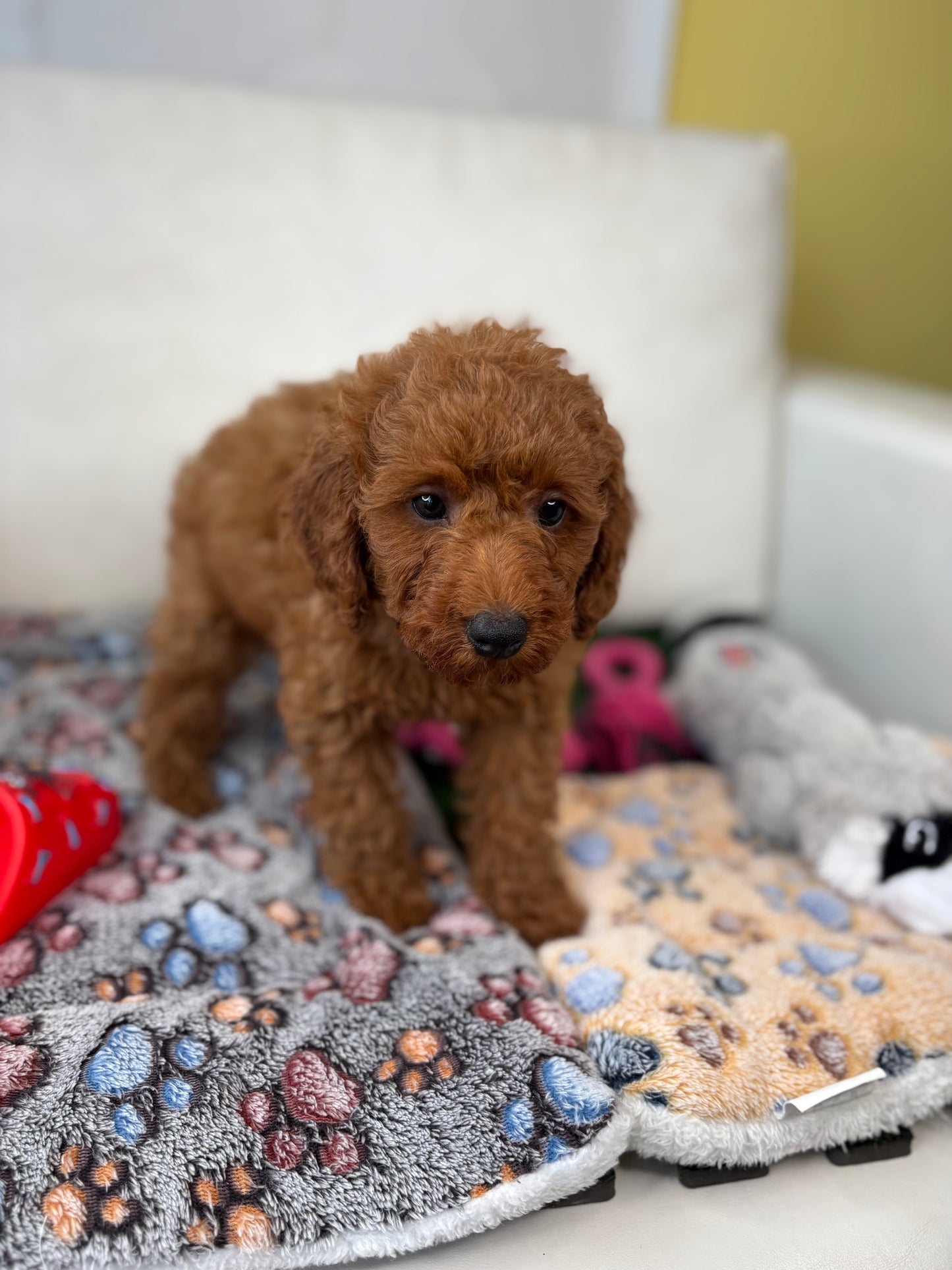 Red Male Toy Poodle (Deposit Only‼️Please Read The Description Below‼️)