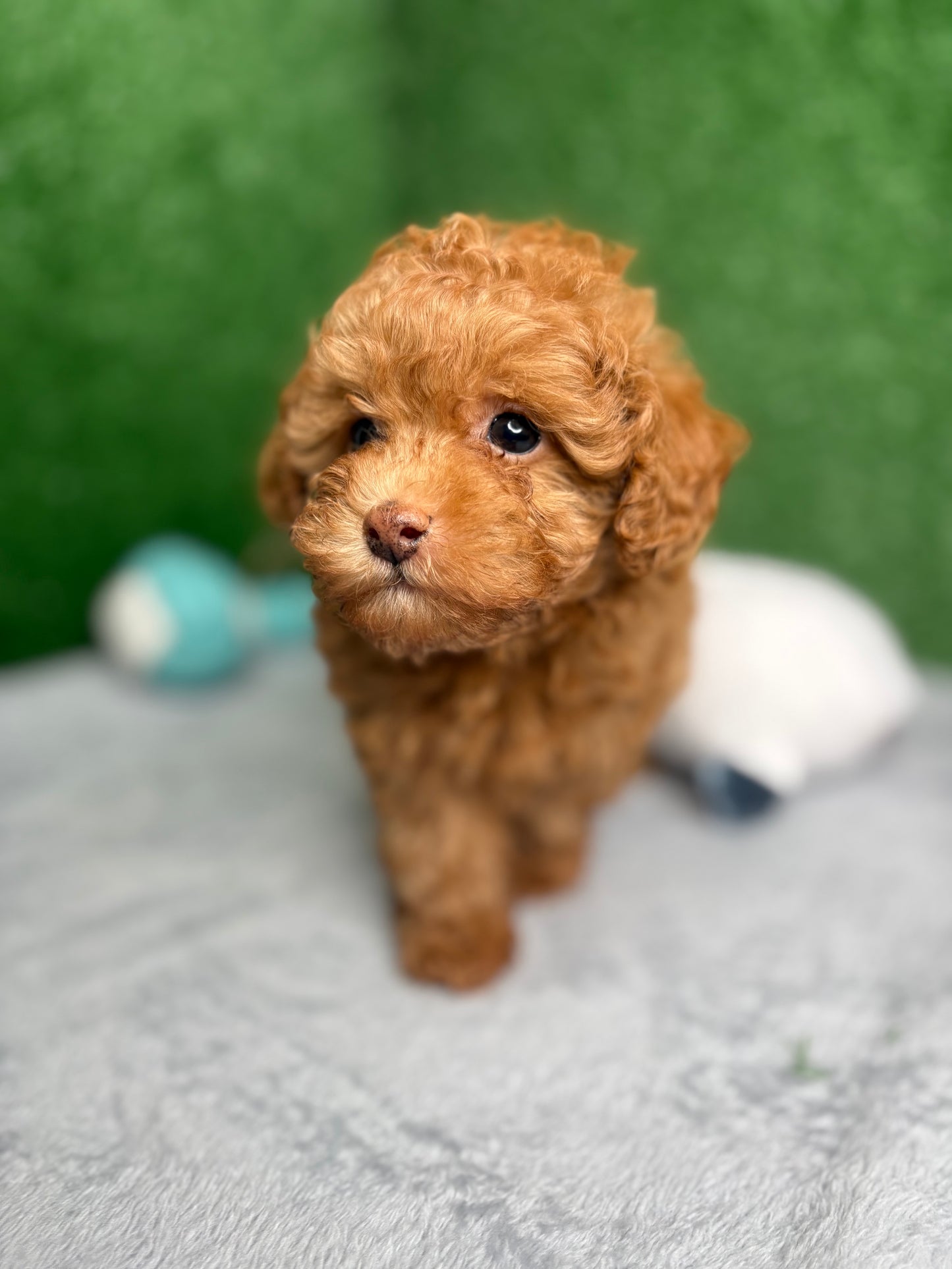 Zen The Micro Poodle 🐩 (Deposit Only ‼️Please Read The Description Below‼️)