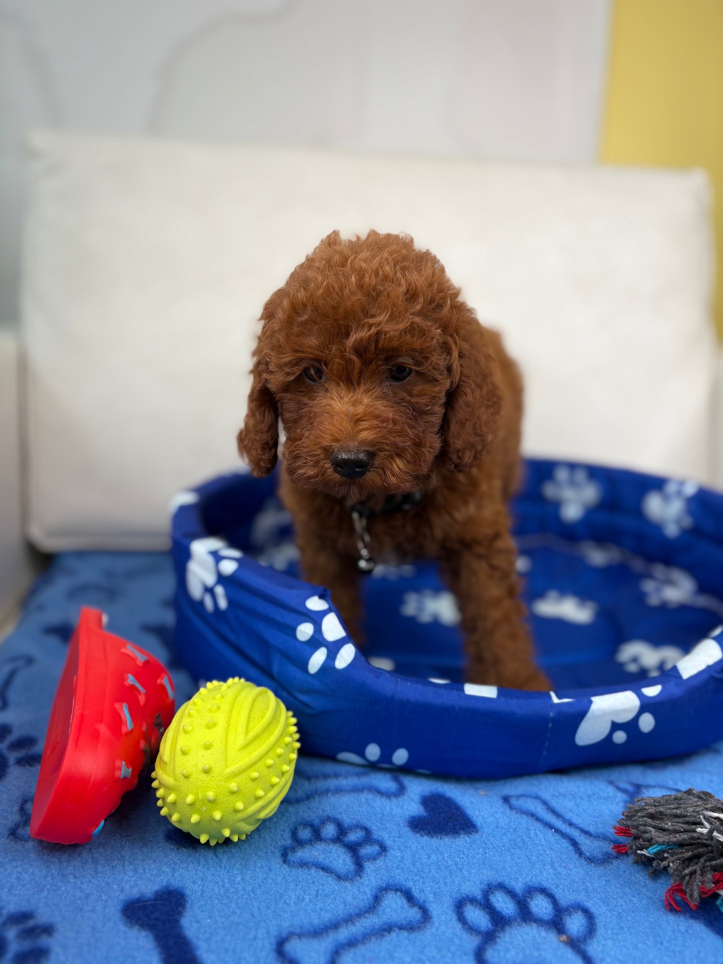 Super Red Male Toy Poodle (Deposit Only, Please Read The Description Below‼️)