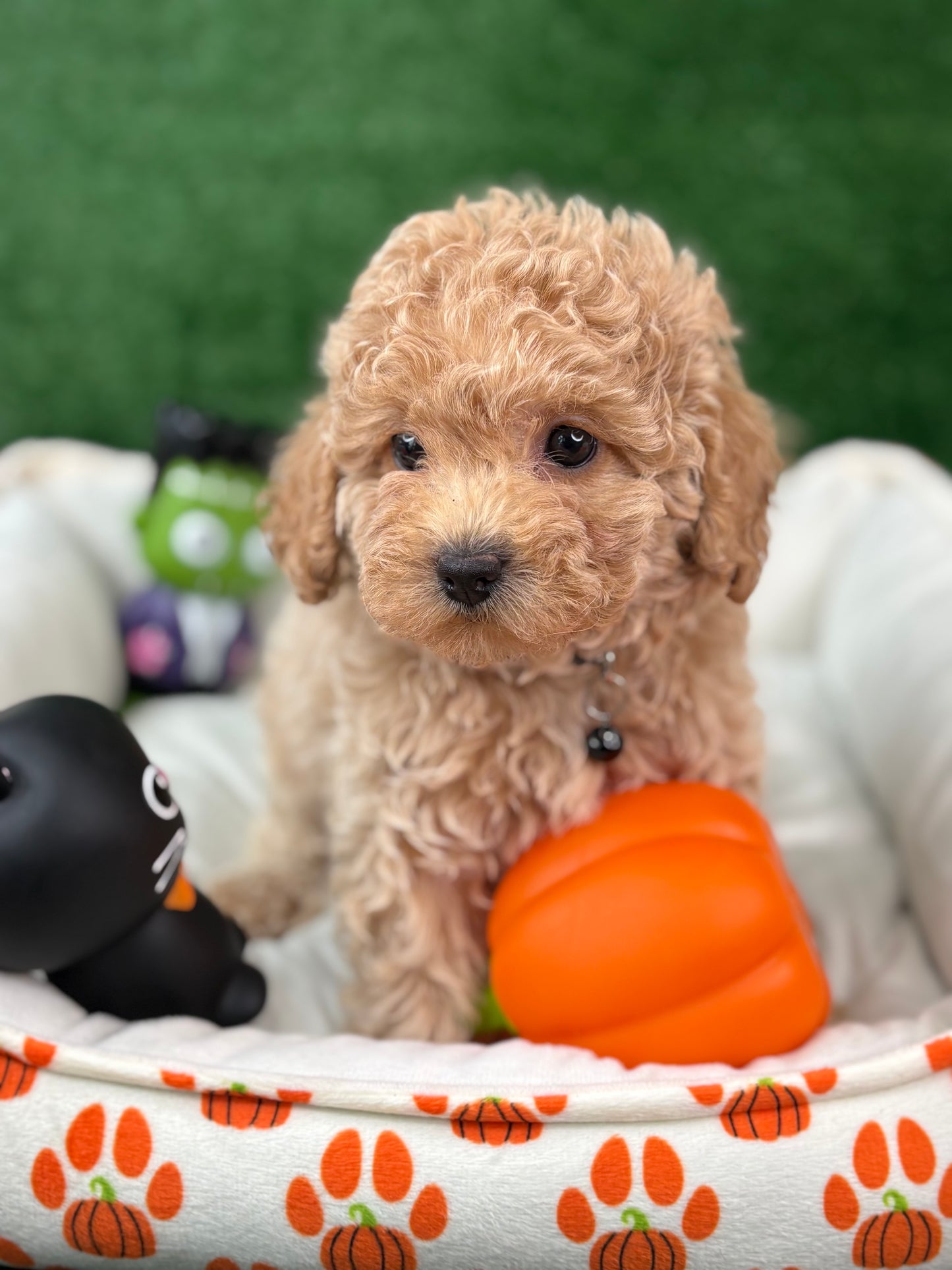 Apricot Female Toy Poodle (Deposit Only‼️Please Read The Description Below‼️)
