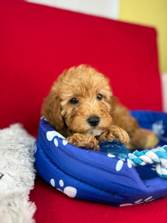 Apricot Male Teacup Poodle (Deposit Only‼️Please Read The Description Below‼️)