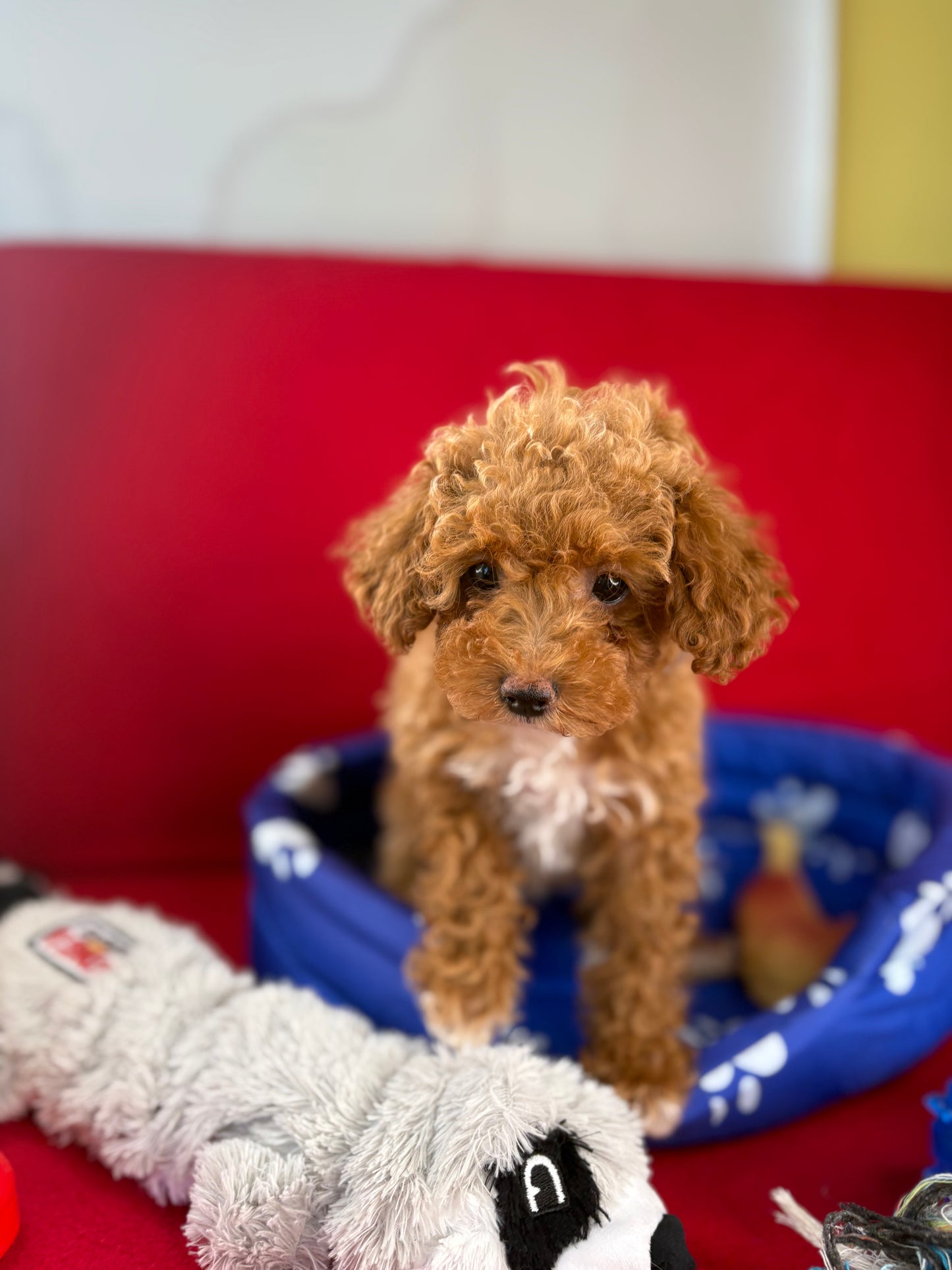 Apricot Female Tiny Toy Poodle ( Deposit Only, Please Read The DESCRIPTION Below‼️)