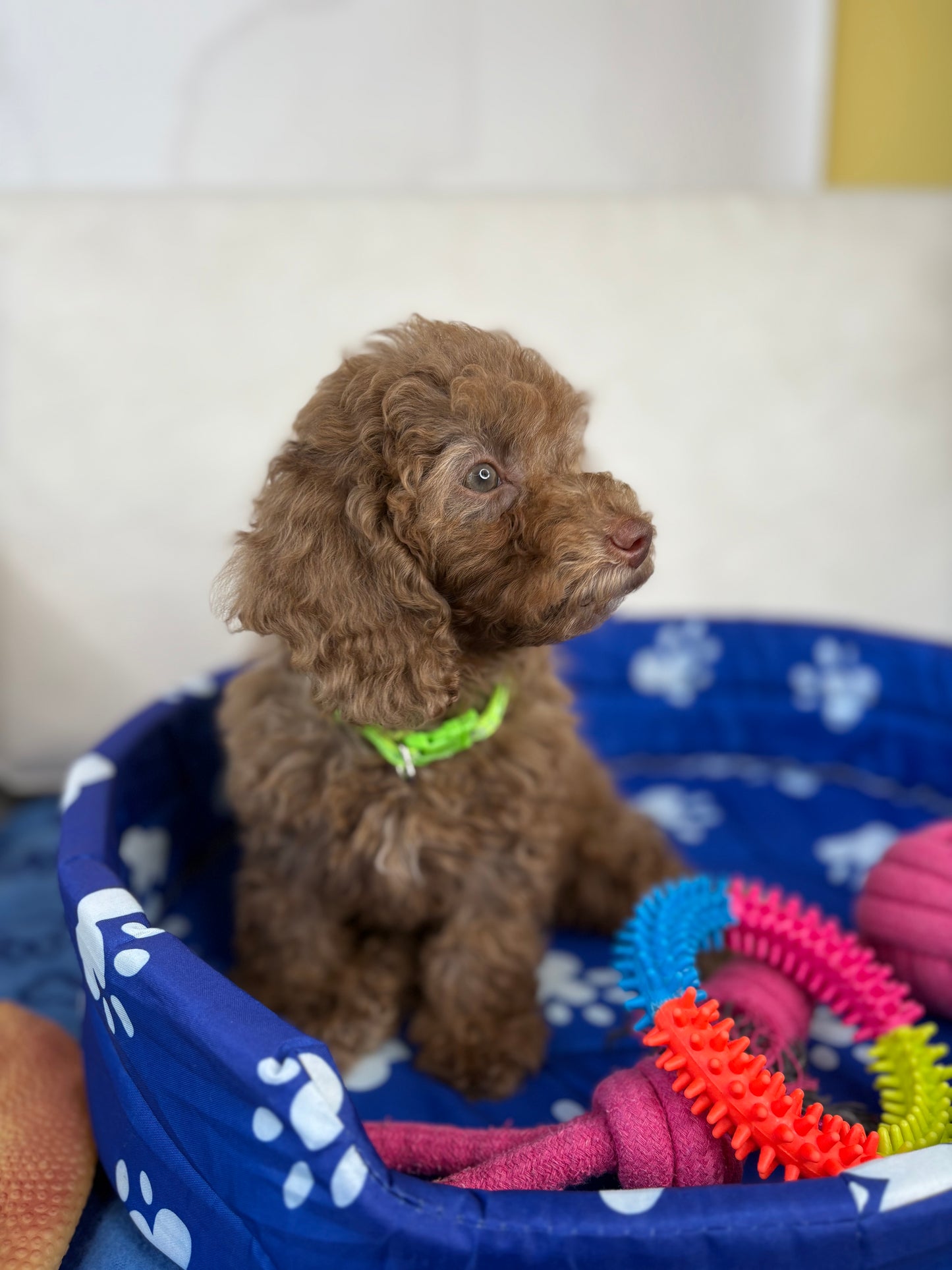 Chocolate Female Miniature Poodle (Deposit Only ‼️ Please Read The DESCRIPTION Below‼️)