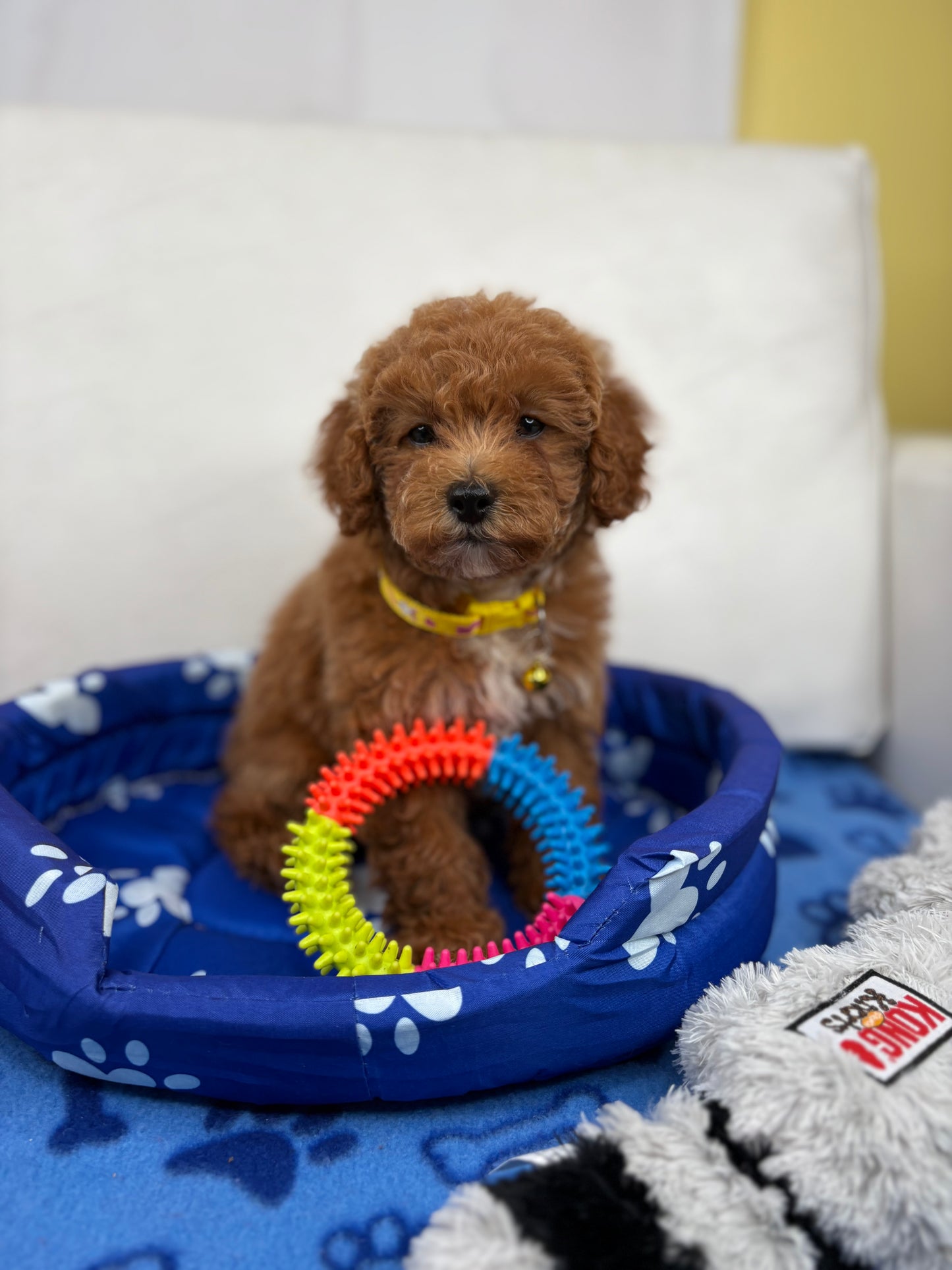 Female Toy Poodle (Deposit Only, Please Read The Description Below‼️)