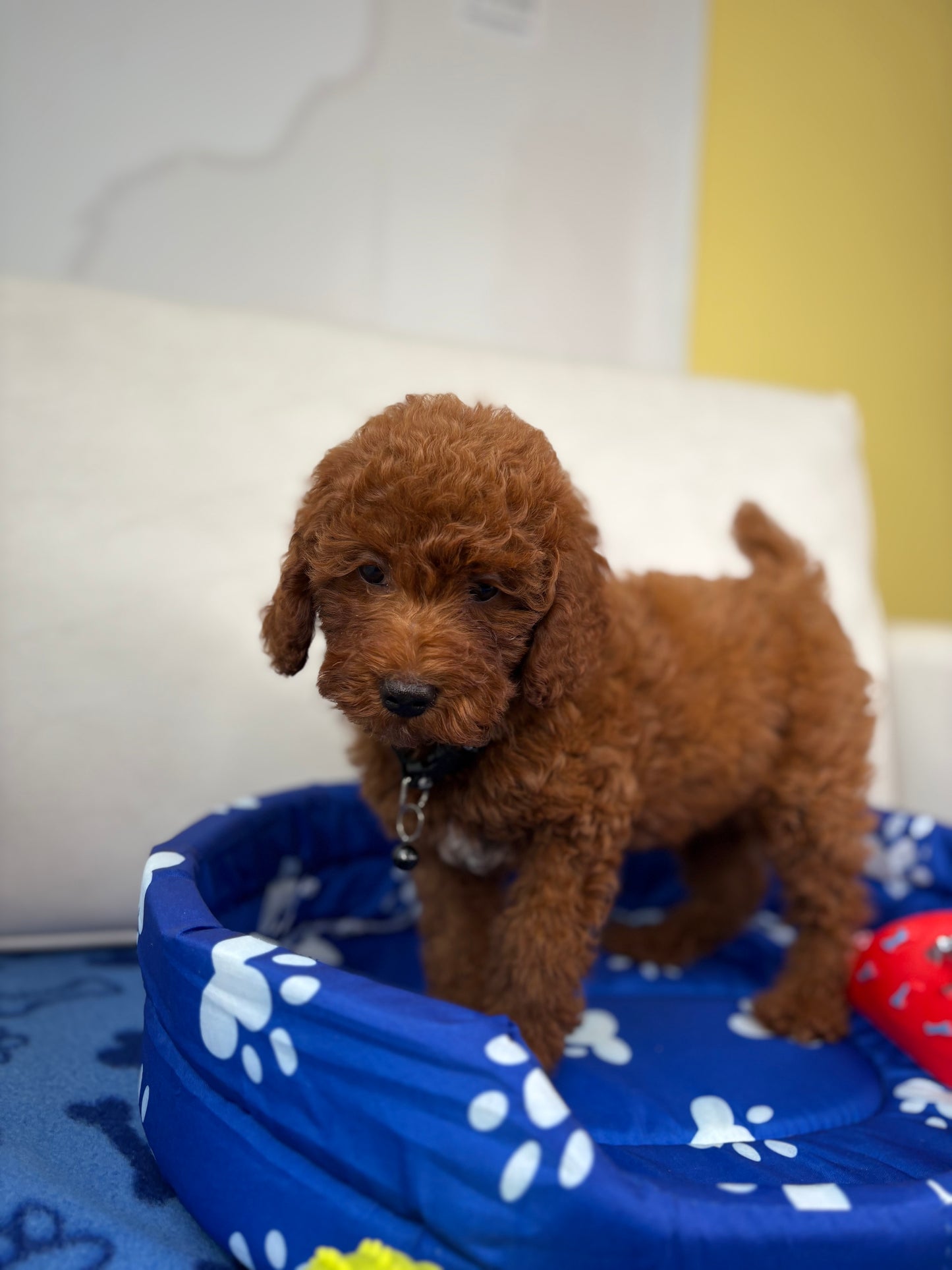 Super Red Male Toy Poodle (Deposit Only, Please Read The Description Below‼️)
