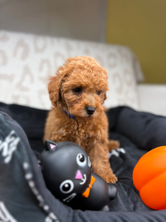Apricot Male Toy Poodle ‼️ (Deposit Only Please Read The DESCRIPTION Below‼️