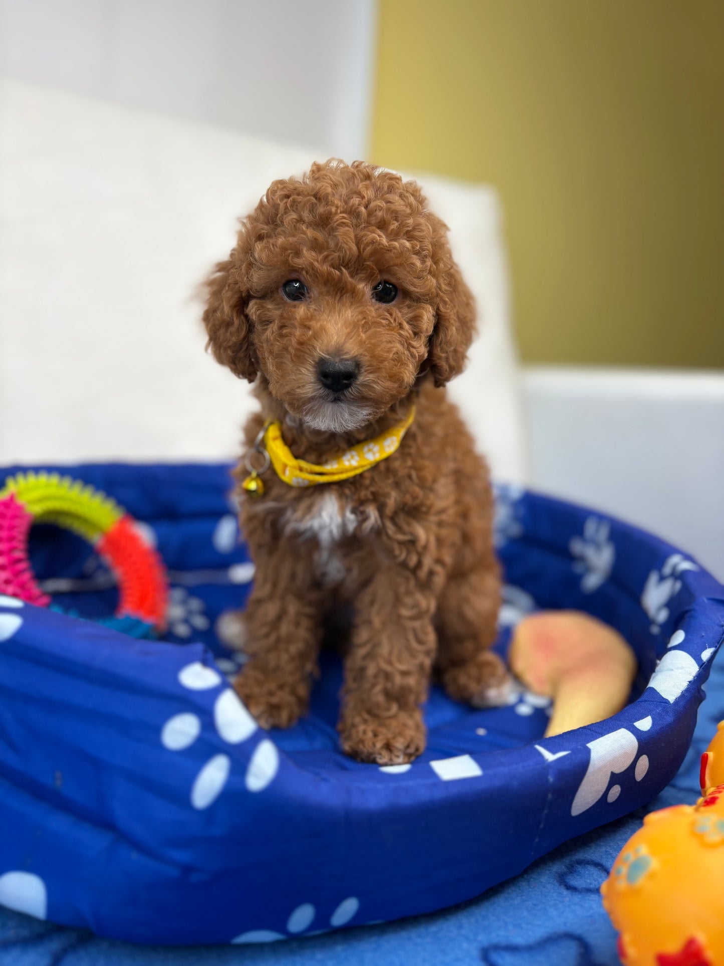 Female Toy Poodle (Deposit Only‼️Please Read The Description Below‼️)