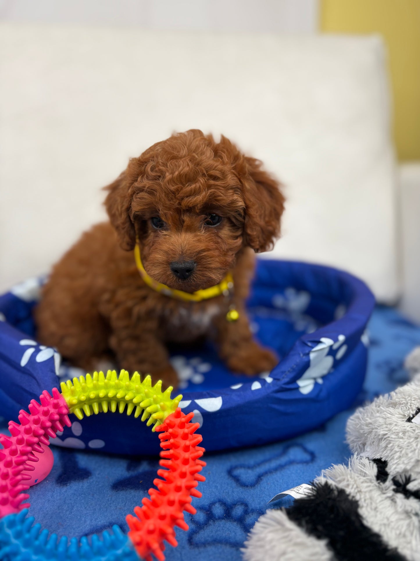 Dark Red Female Toy Poodle (Deposit Only ‼️ Please Read DESCRIPTION Below‼️)