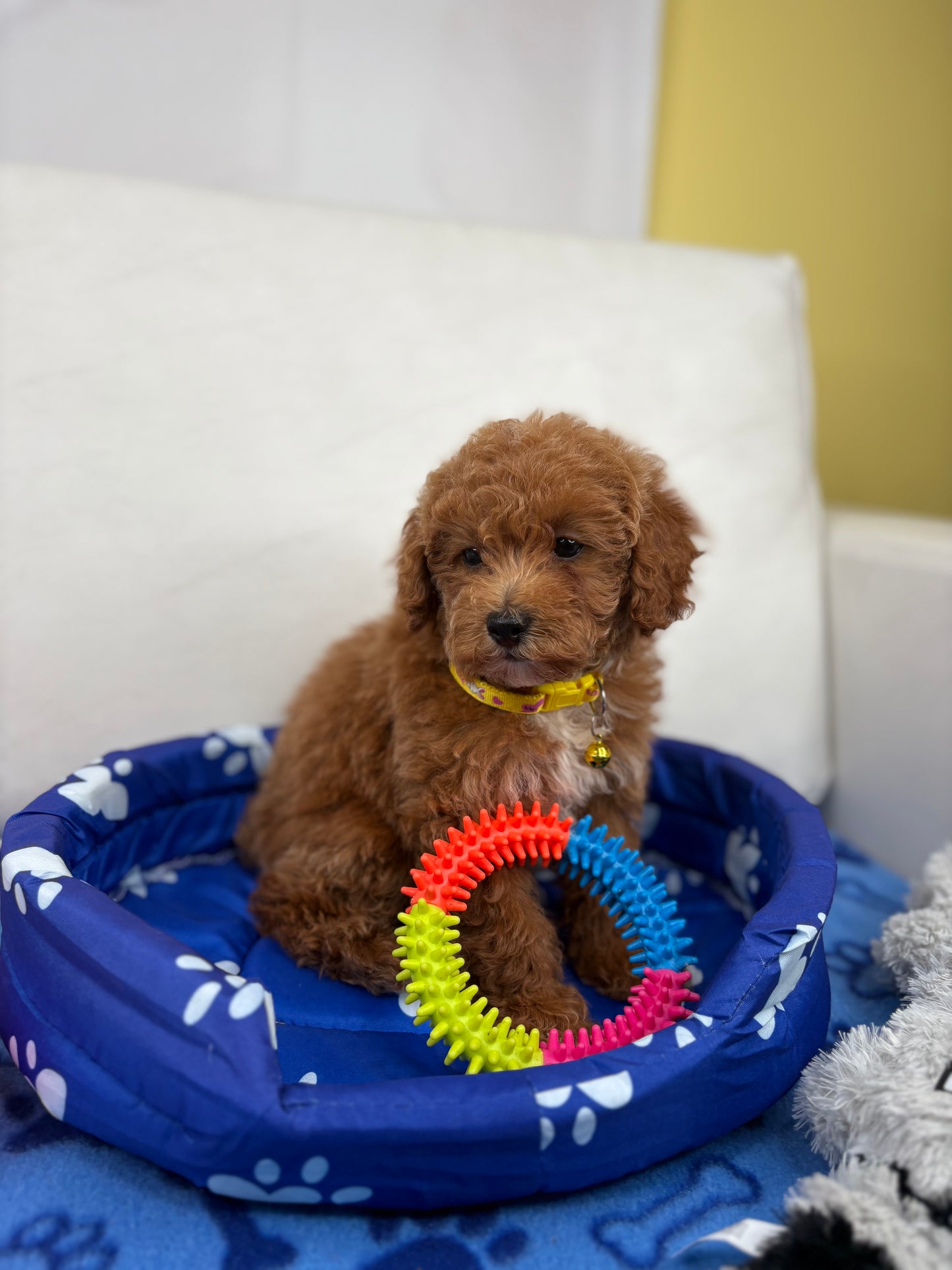 Female Toy Poodle (Deposit Only, Please Read The Description Below‼️)