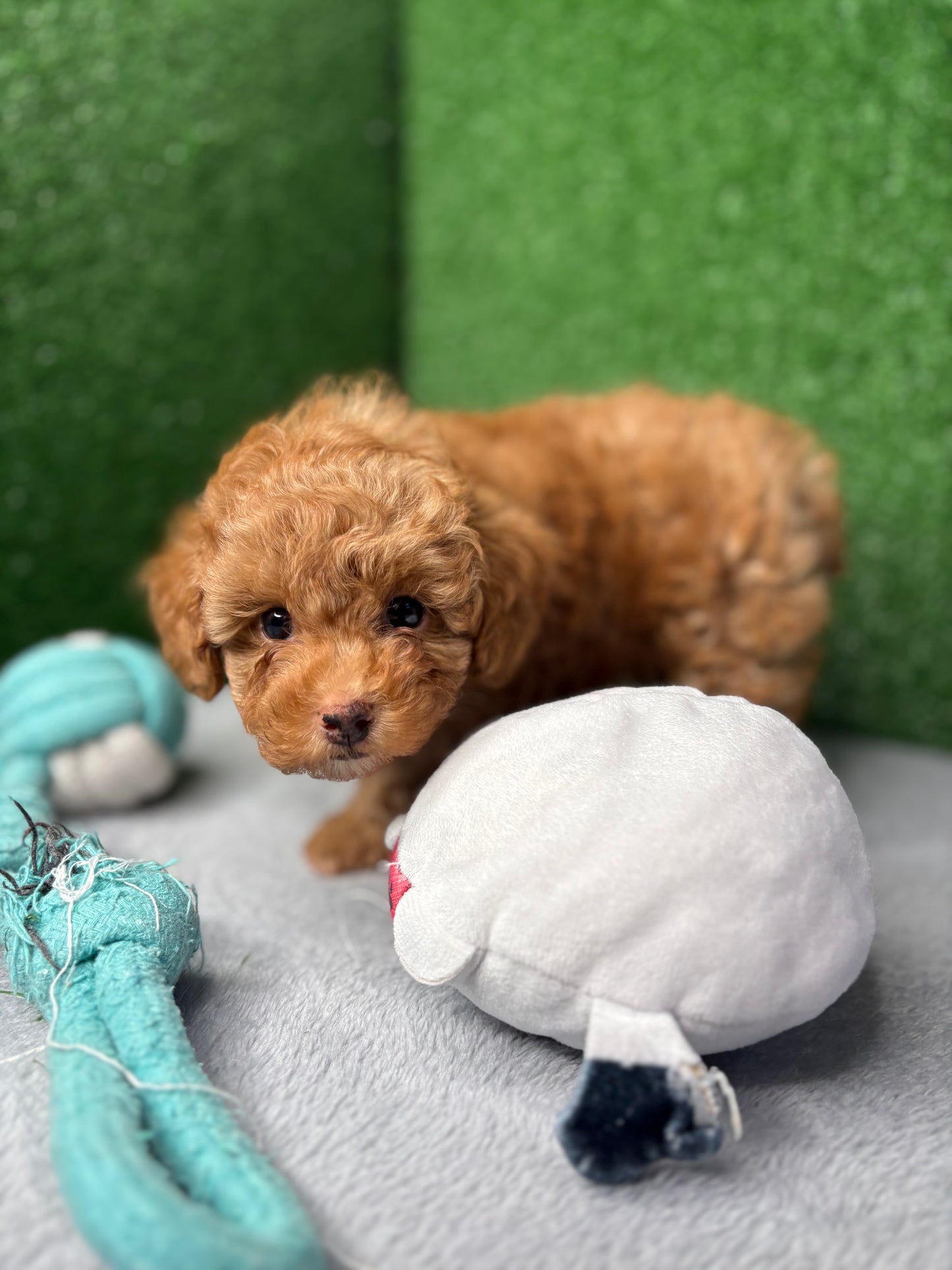 Legend Apricot Micro Poodle 🐩 (Deposit Only ‼️Please Read The Description Below‼️)