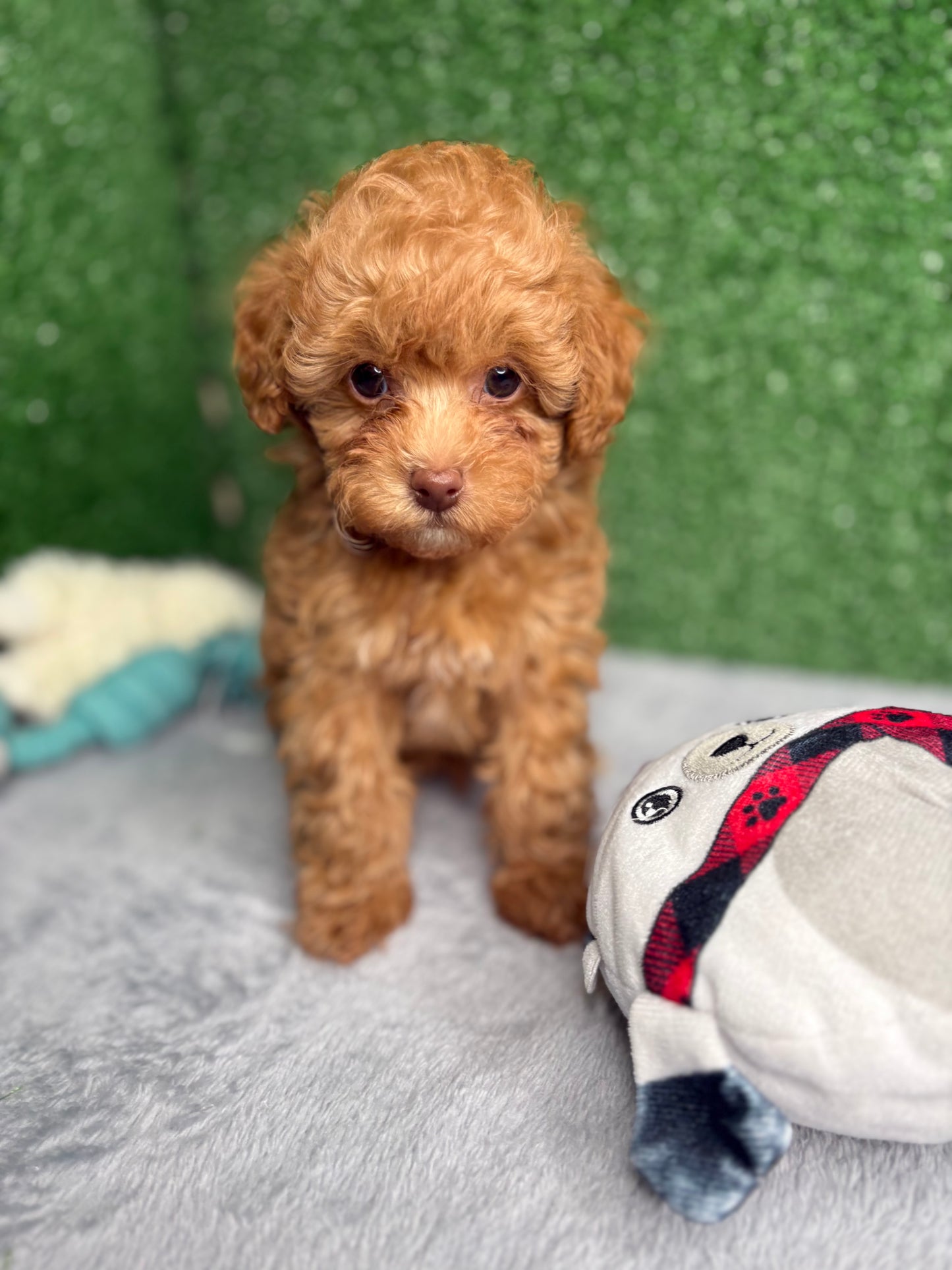 Royal The Apricot Micro Poodle 🐩 (Deposit Only ‼️Please Read The Description Below‼️)