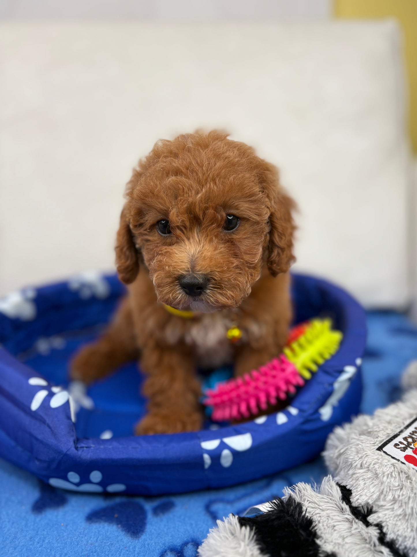 Female Toy Poodle (Deposit Only, Please Read The Description Below‼️)