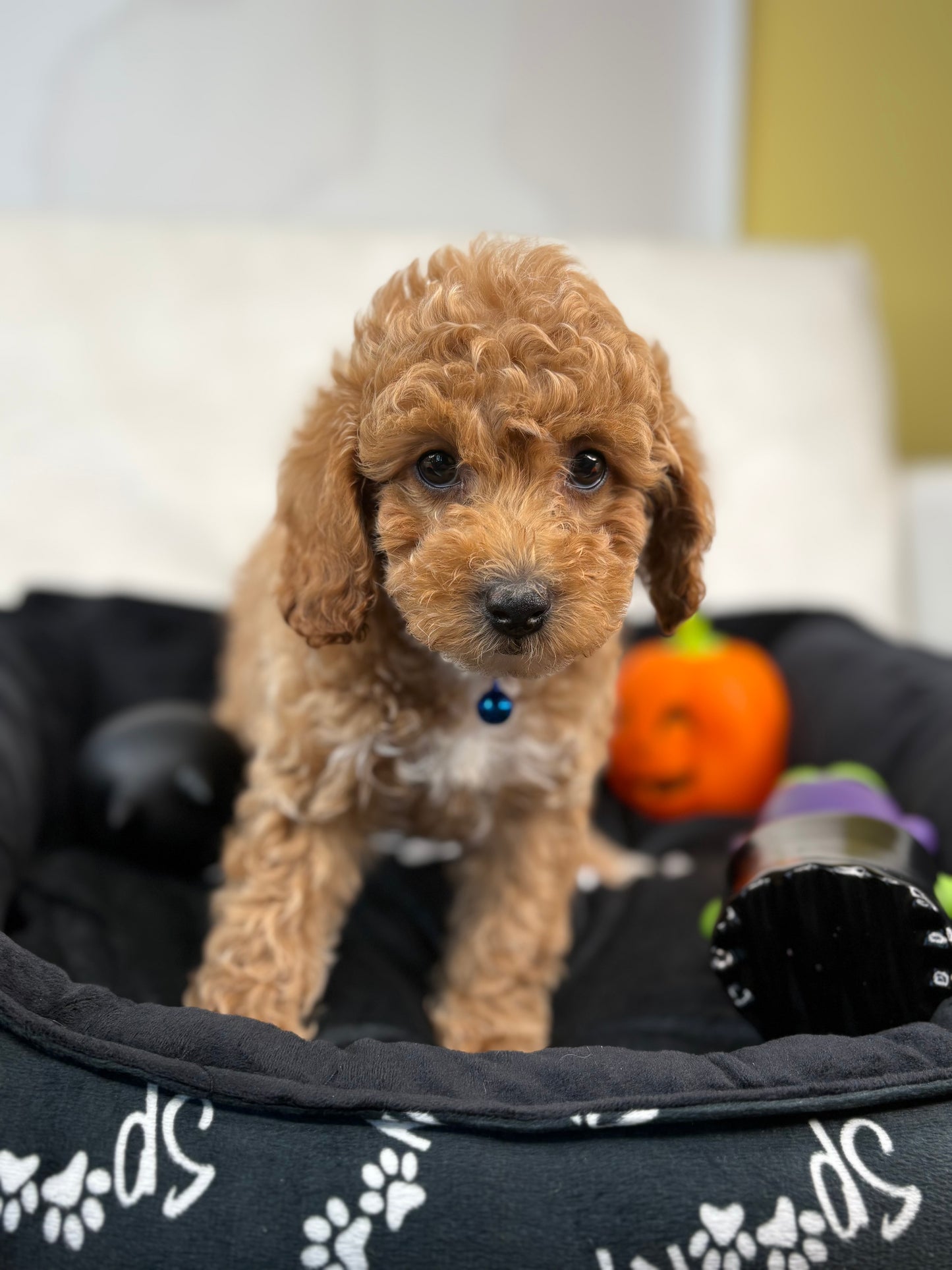 Apricot Female Miniature Poodle (Deposit Only ‼️ Please Read DESCRIPTION Below‼️)