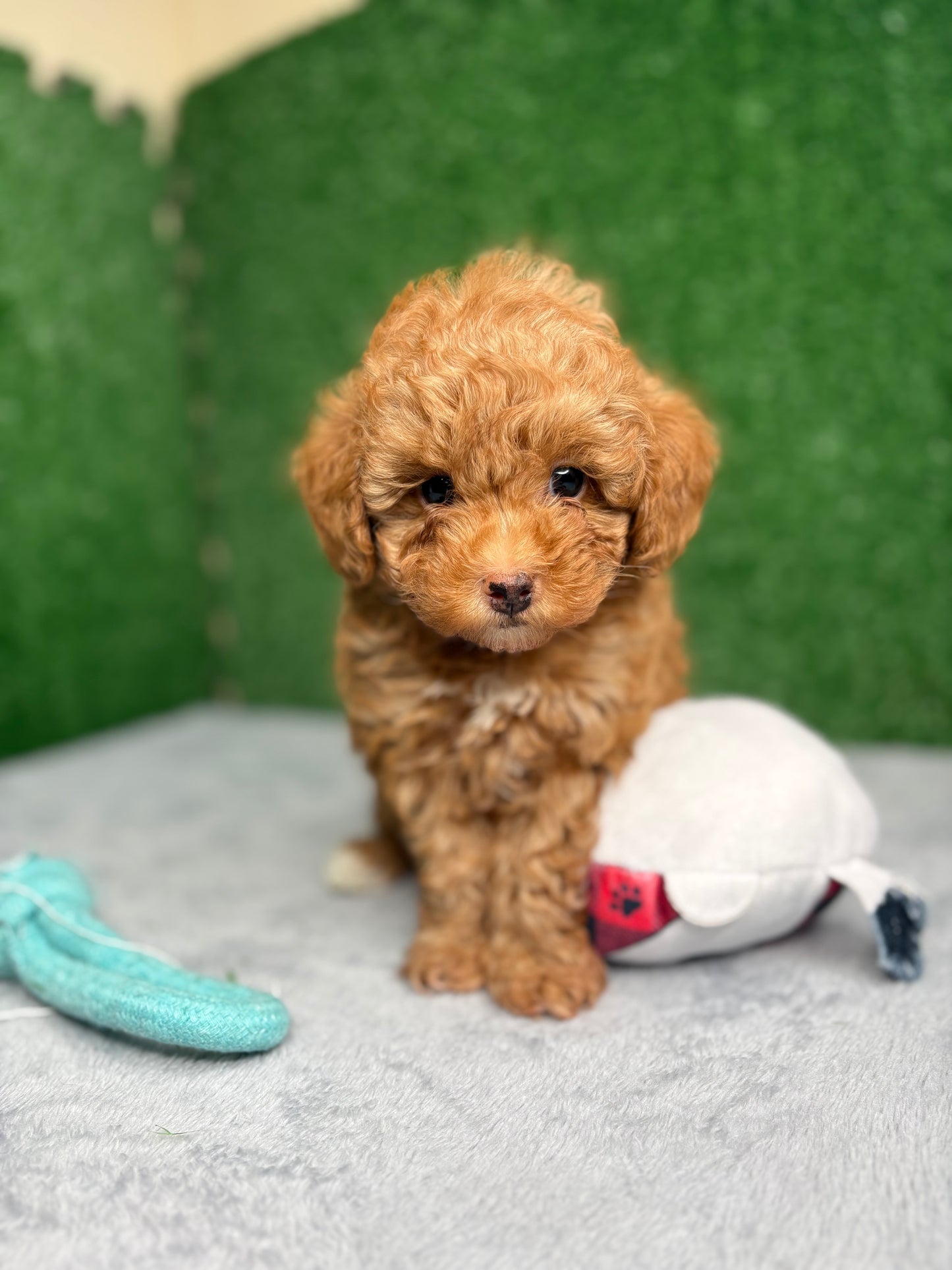 Legend Apricot Micro Poodle 🐩 (Deposit Only ‼️Please Read The Description Below‼️)
