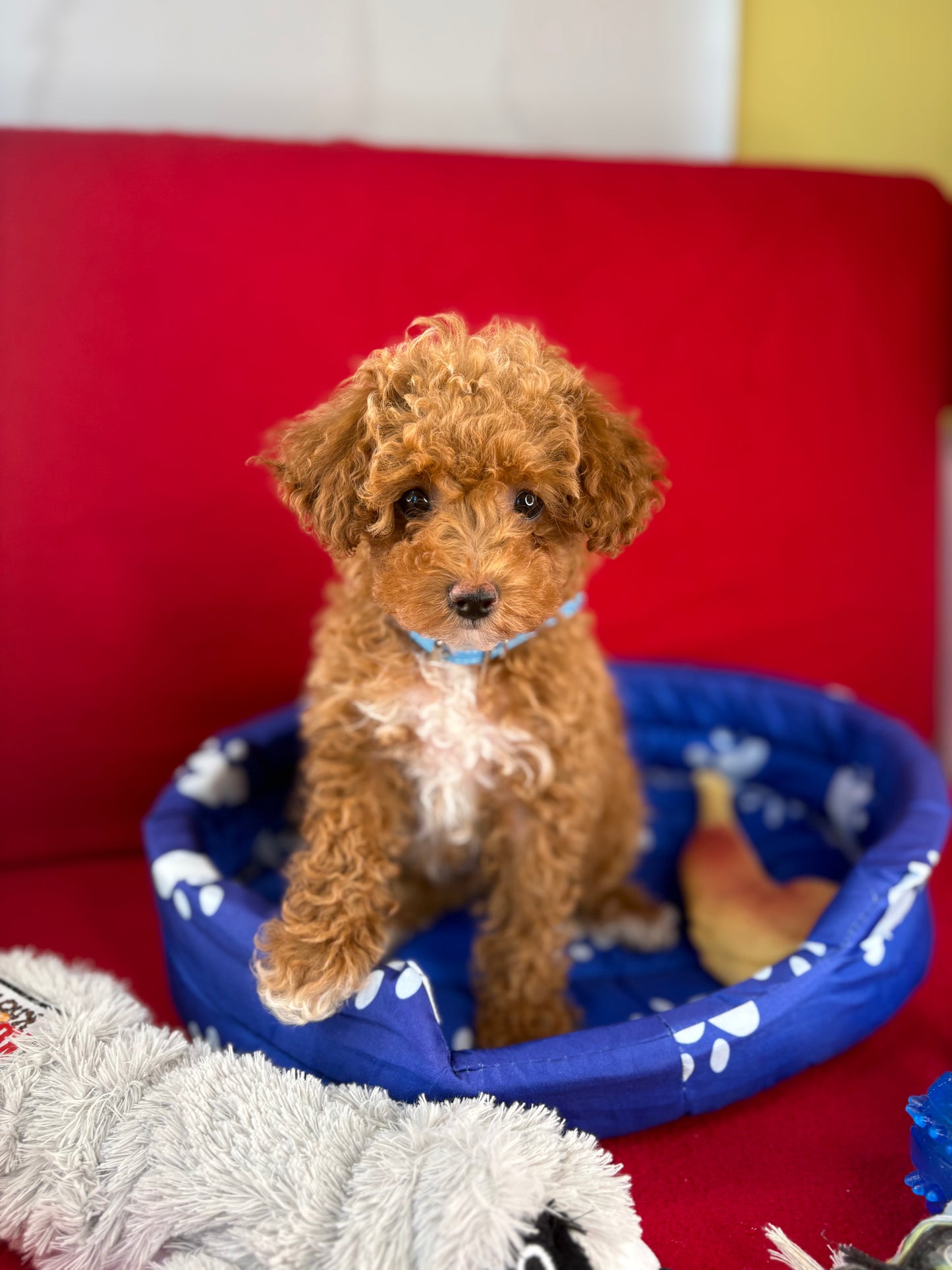 Apricot Female Tiny Toy Poodle ( Deposit Only, Please Read The DESCRIPTION Below‼️)
