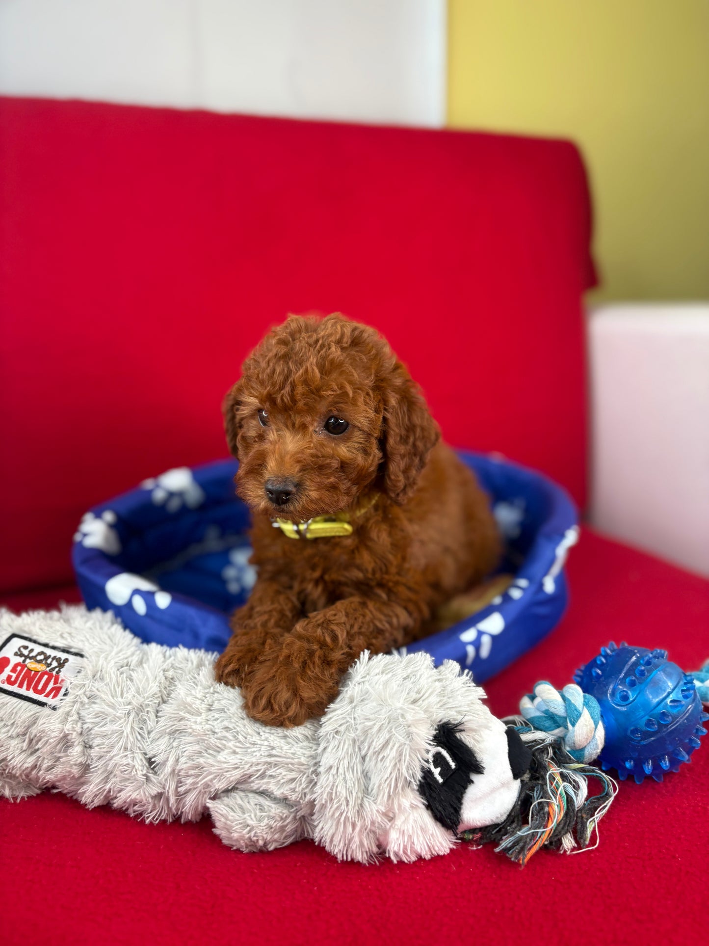 Dark Red Male Toy Poodle ‼️ (Deposit Only Please Read The DESCRIPTION Below‼️